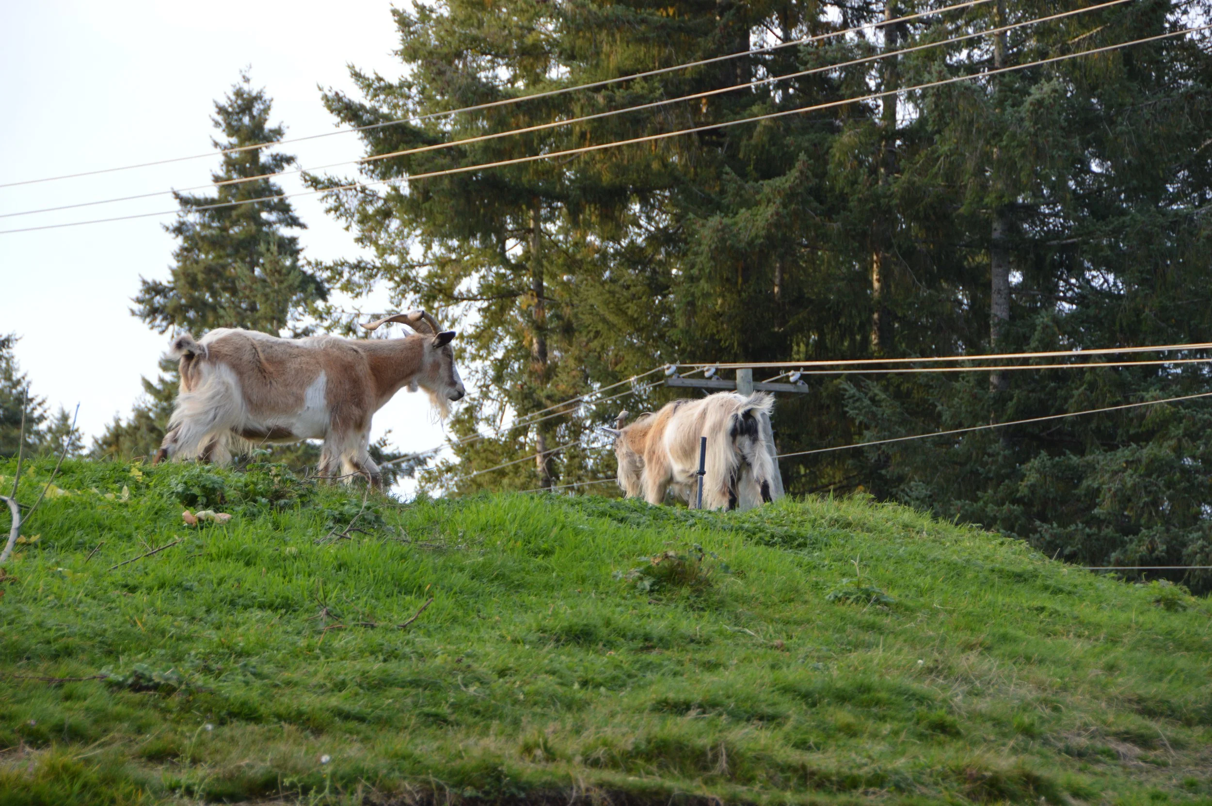 DSC_0671.JPG