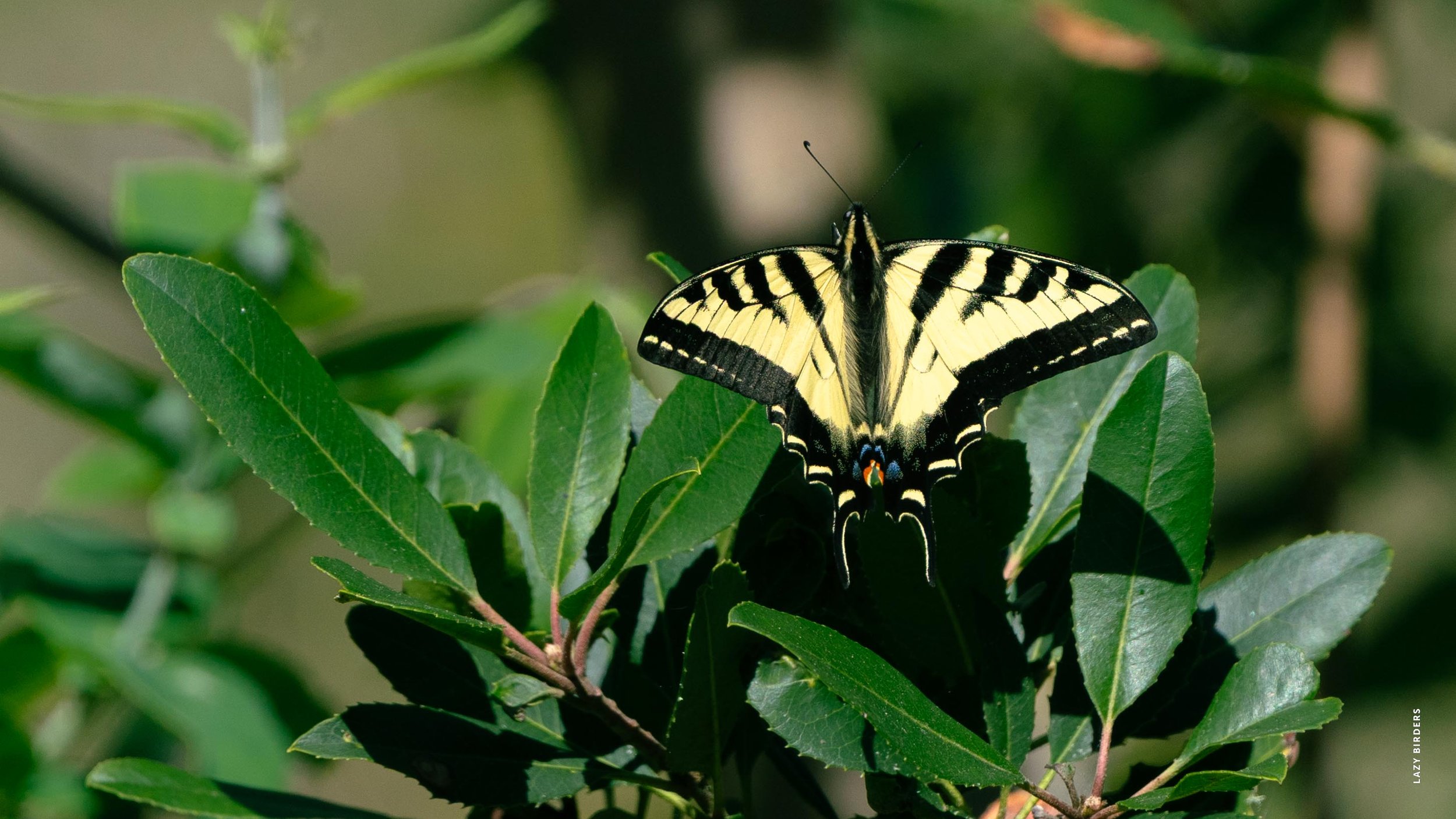 Western Tiger Swallowtail