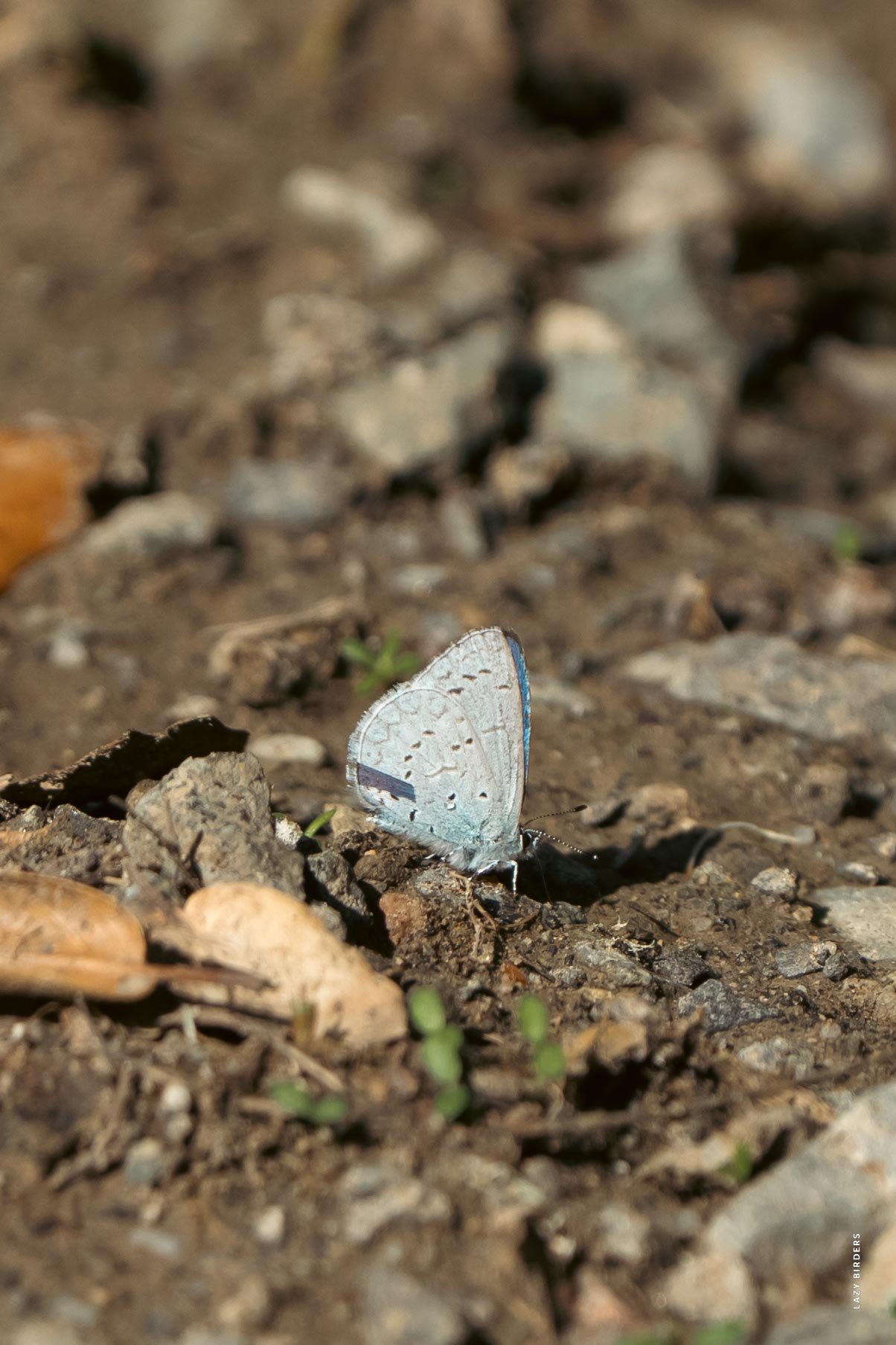 Echo Azure 