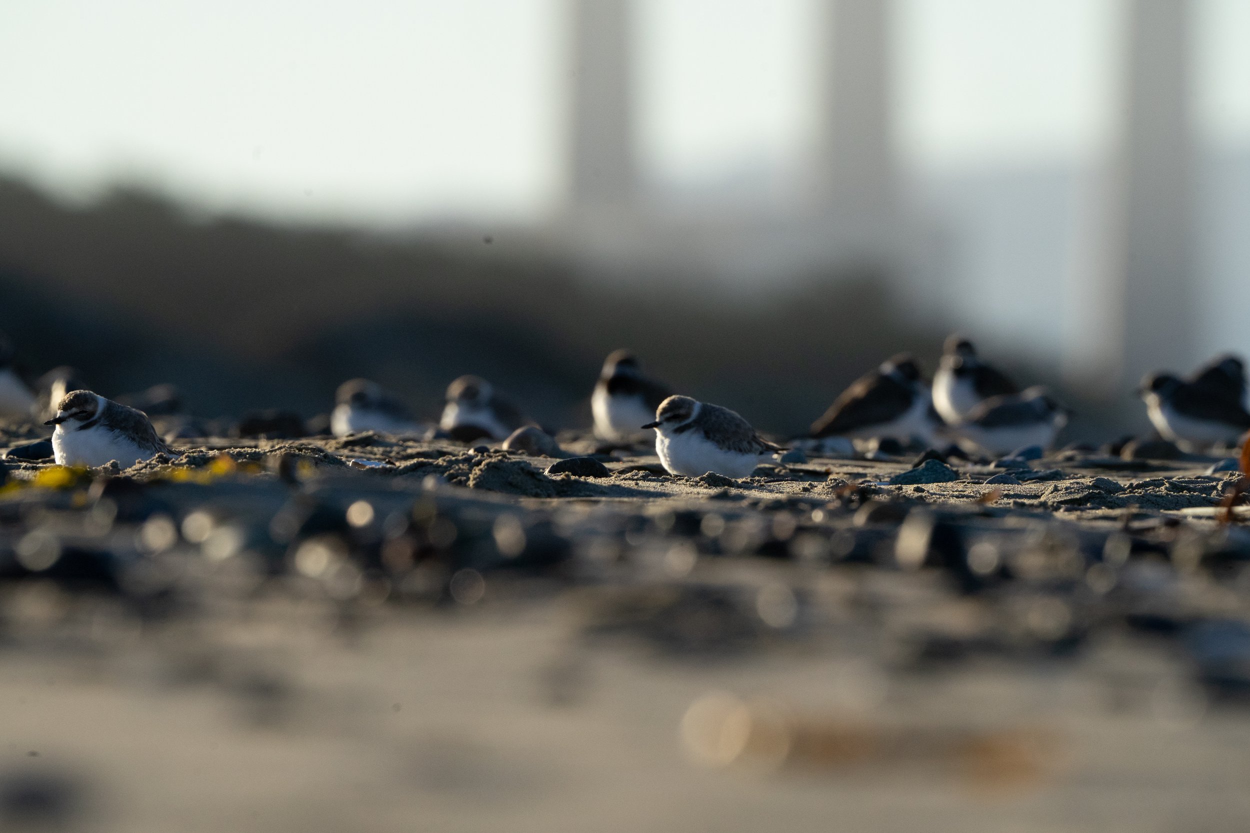 Photowalk with Lazy Birders @Morro Bay Bird Festival 2026