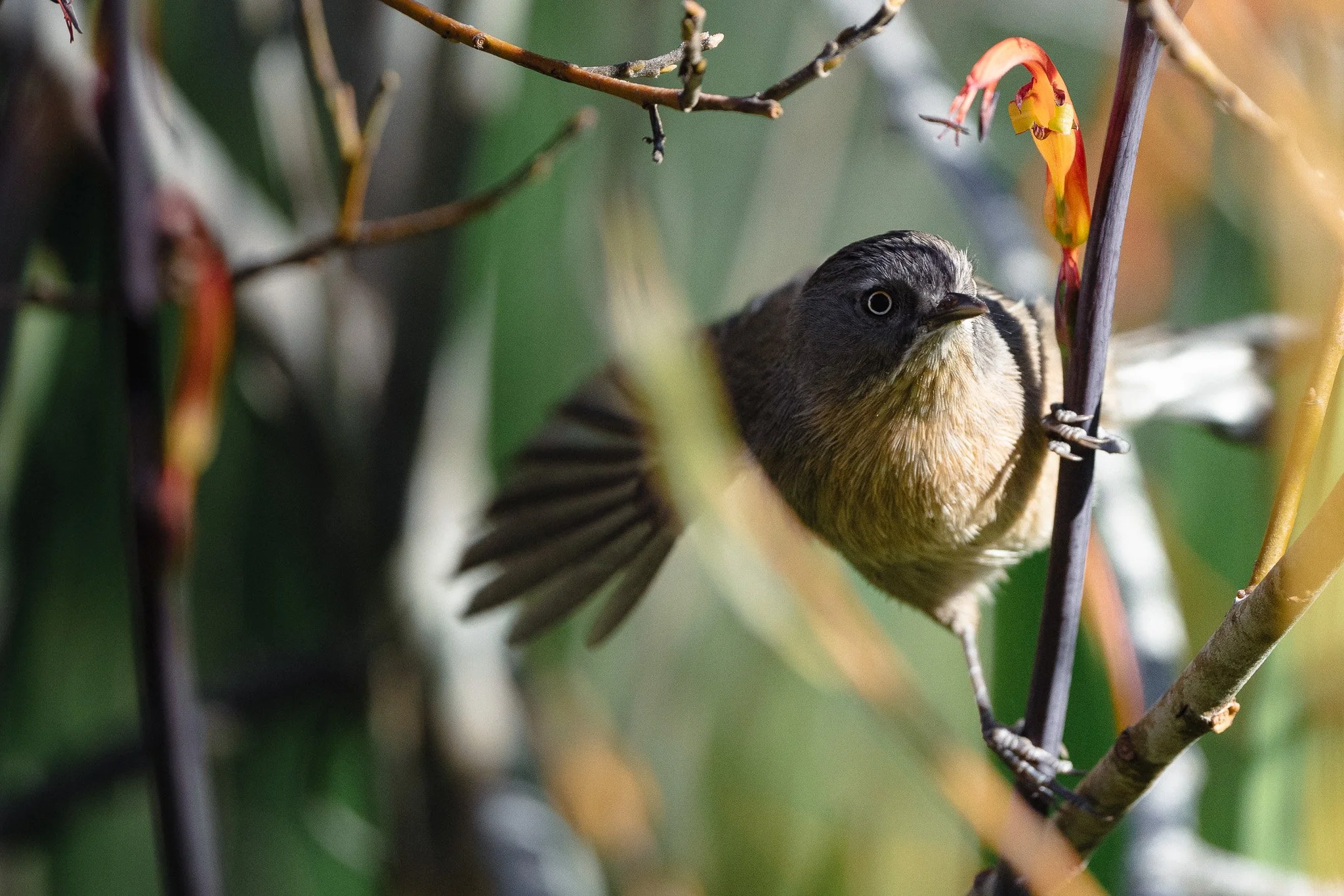 Bird Photography Workshop with Lazy Birders - March| Spring 2026