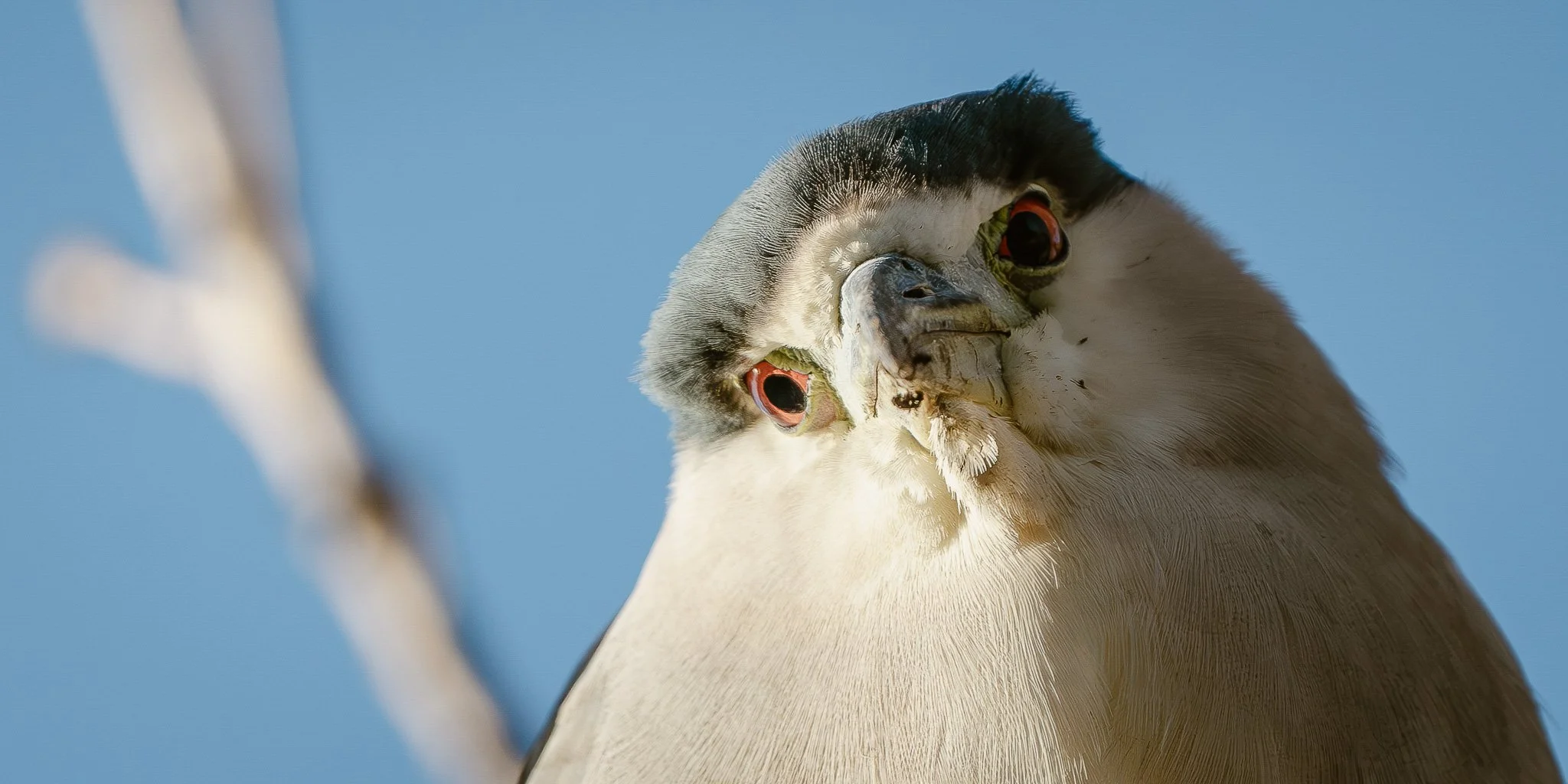 Bird Photography Workshop with Lazy Birders - April | Spring 2026