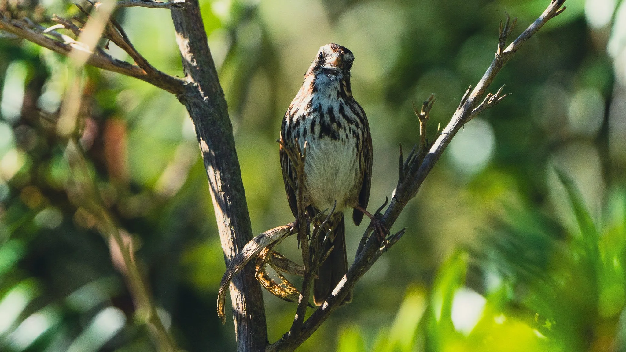 Birdathon 2026 | Photo Walk with Lazy Birders