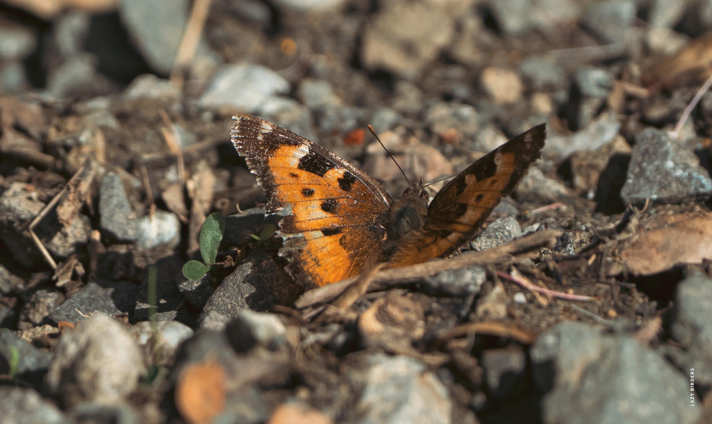 California Tortoiseshell