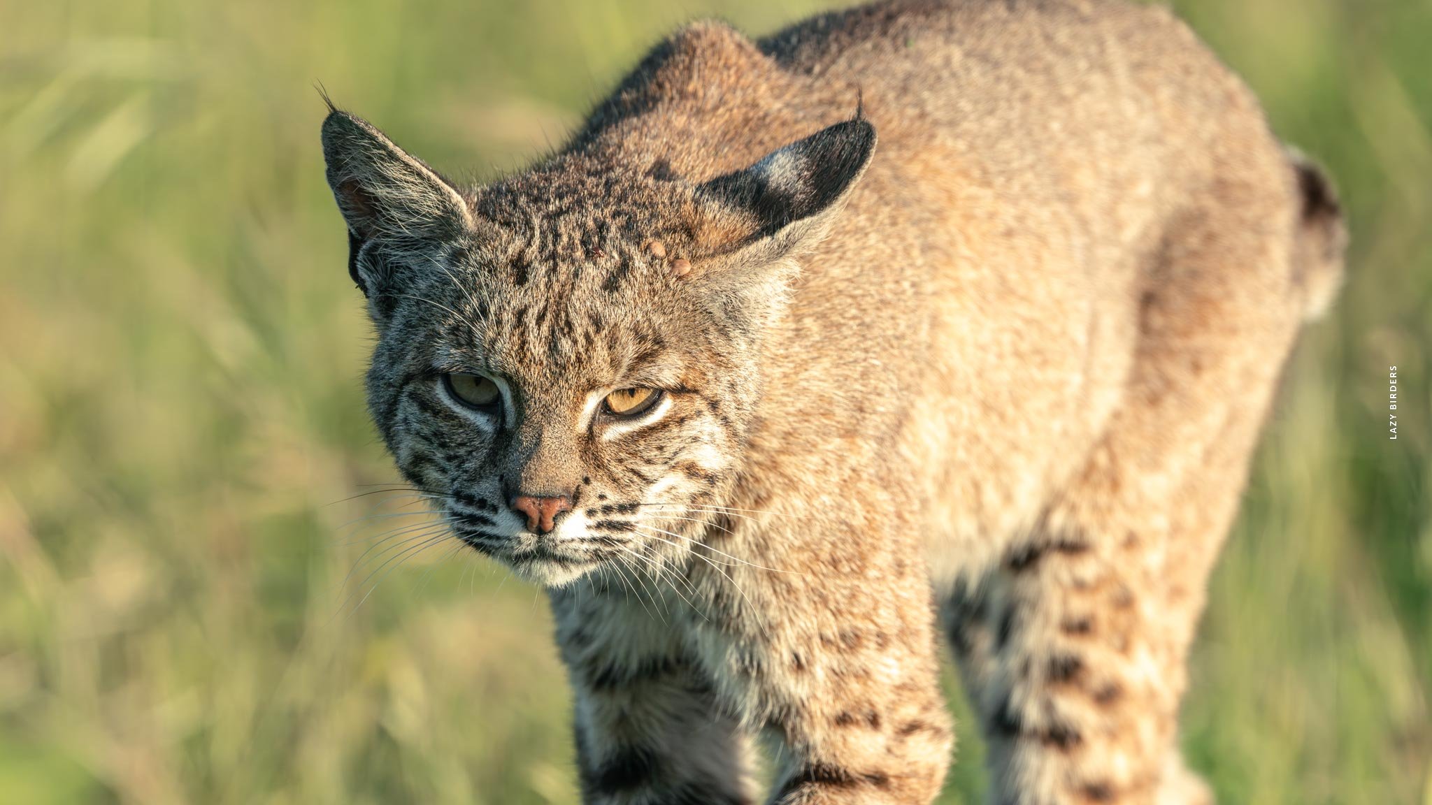 Bobcat up close, looking at you
