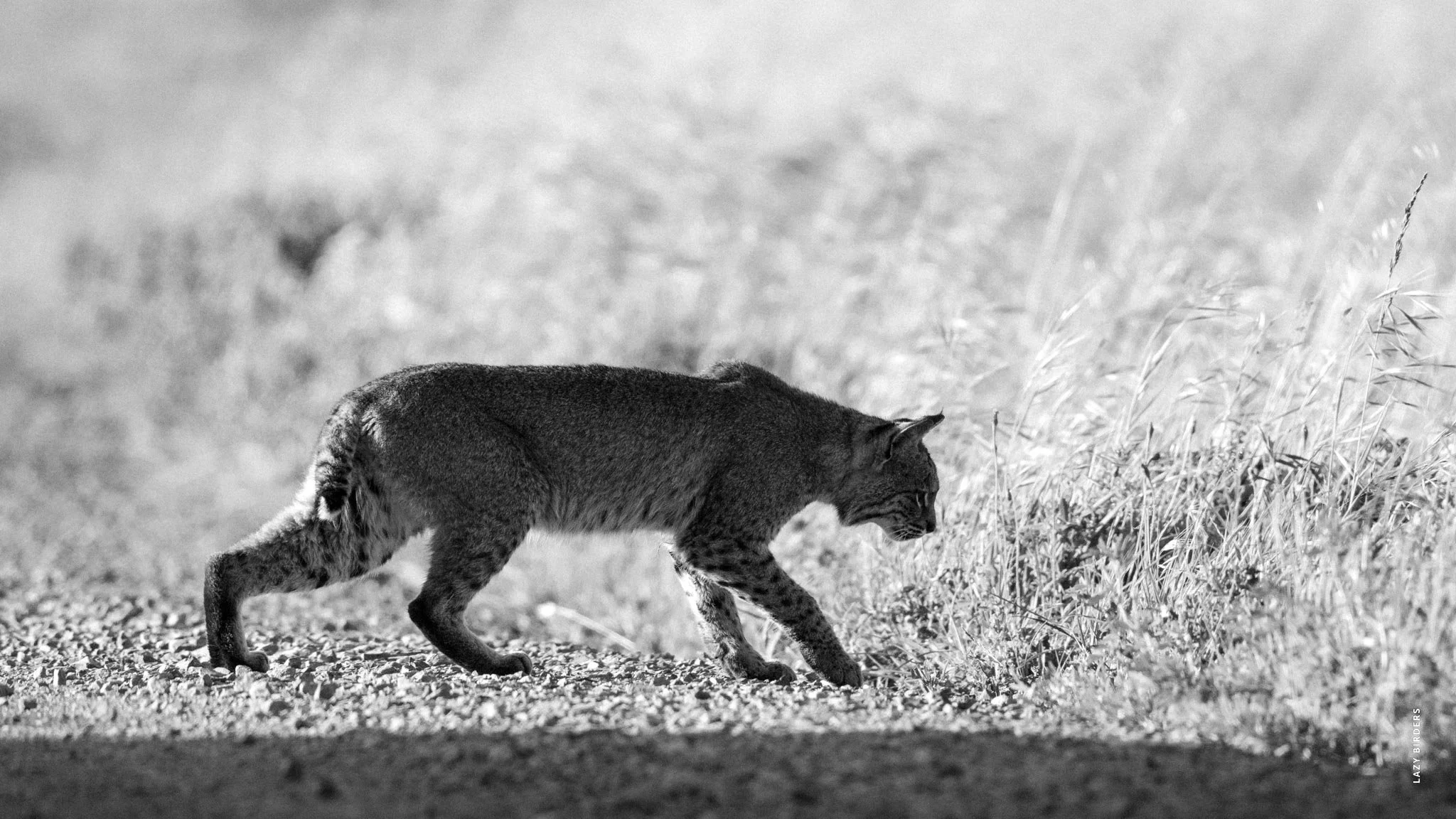 Bobcat hunting
