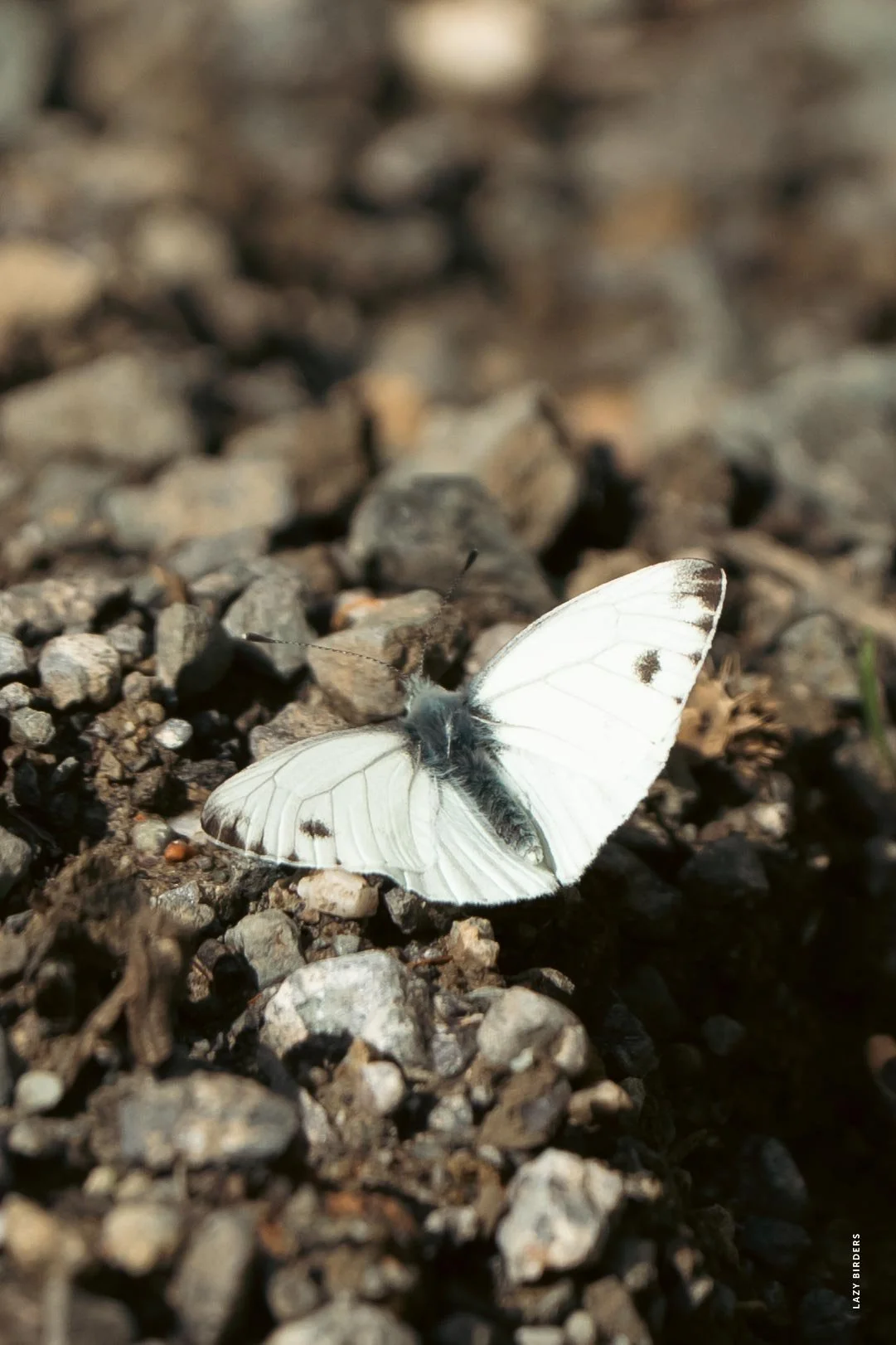 Margined White 