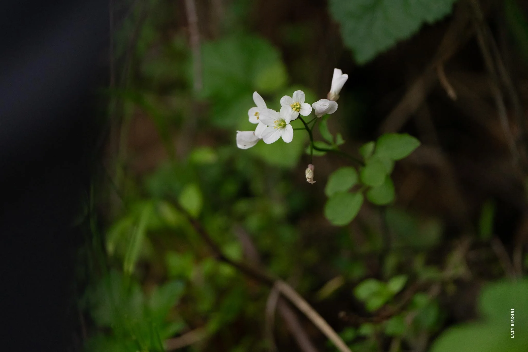 DSC03516.jpg