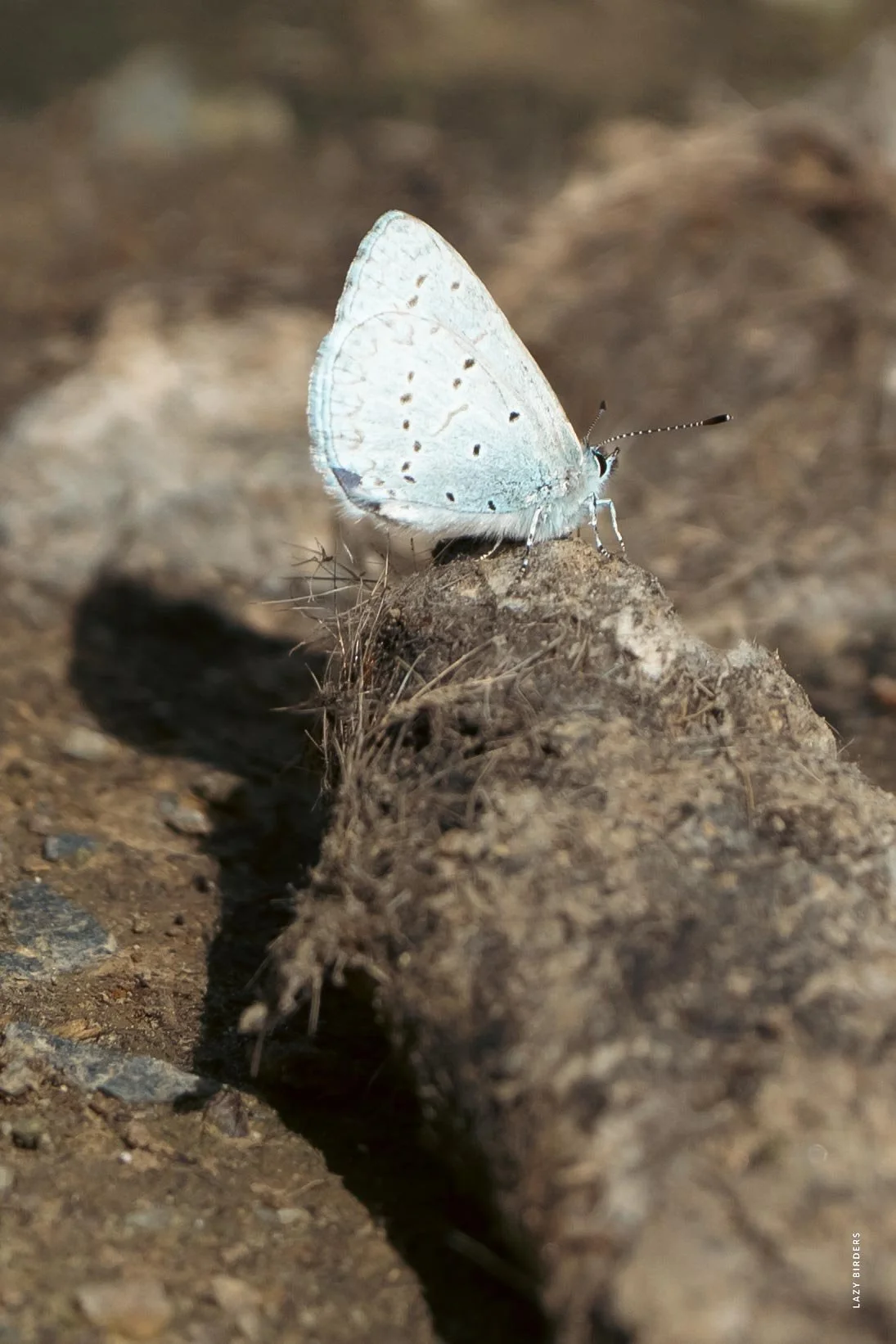 Echo Azure 
