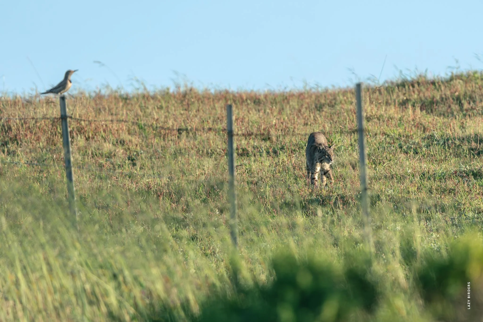 Female Bobcat intimidated by male that just entered the territory