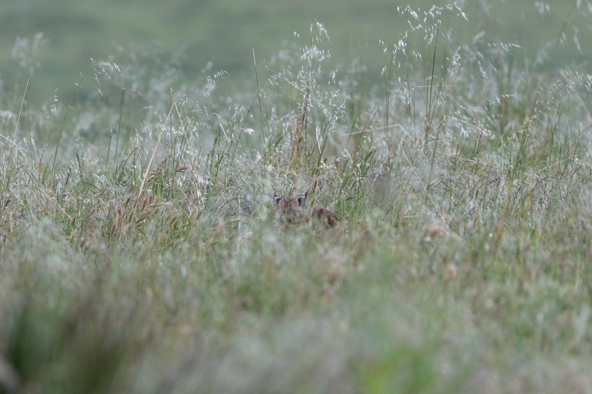 Bobcat ears in the gress.jpg