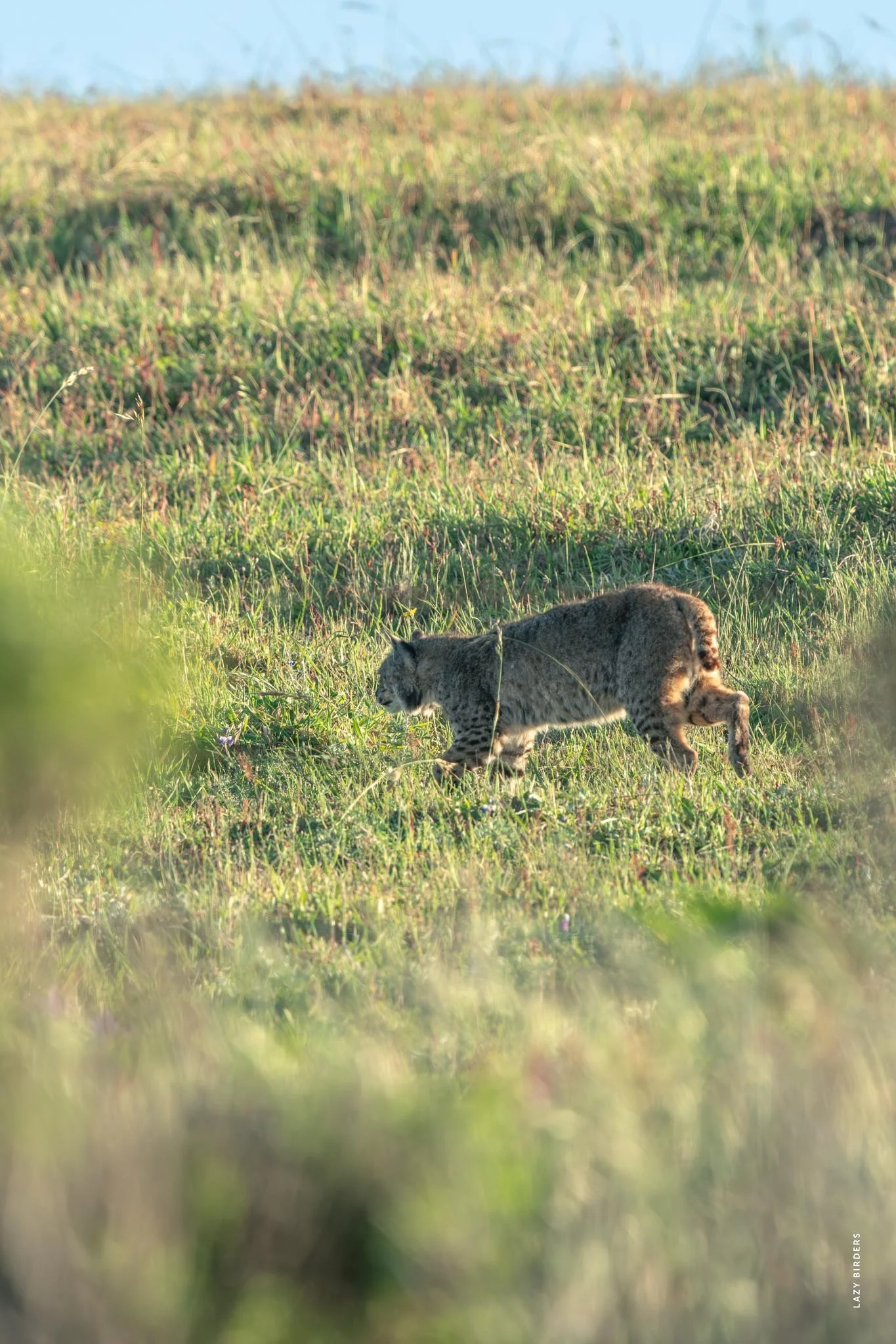 Larger male Bobcat that entered the territory