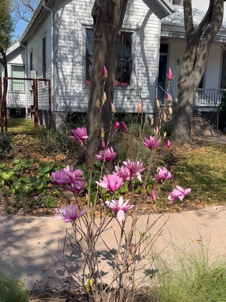 Blooms &amp; 🌈s kind of day. When magic happens amidst life.
