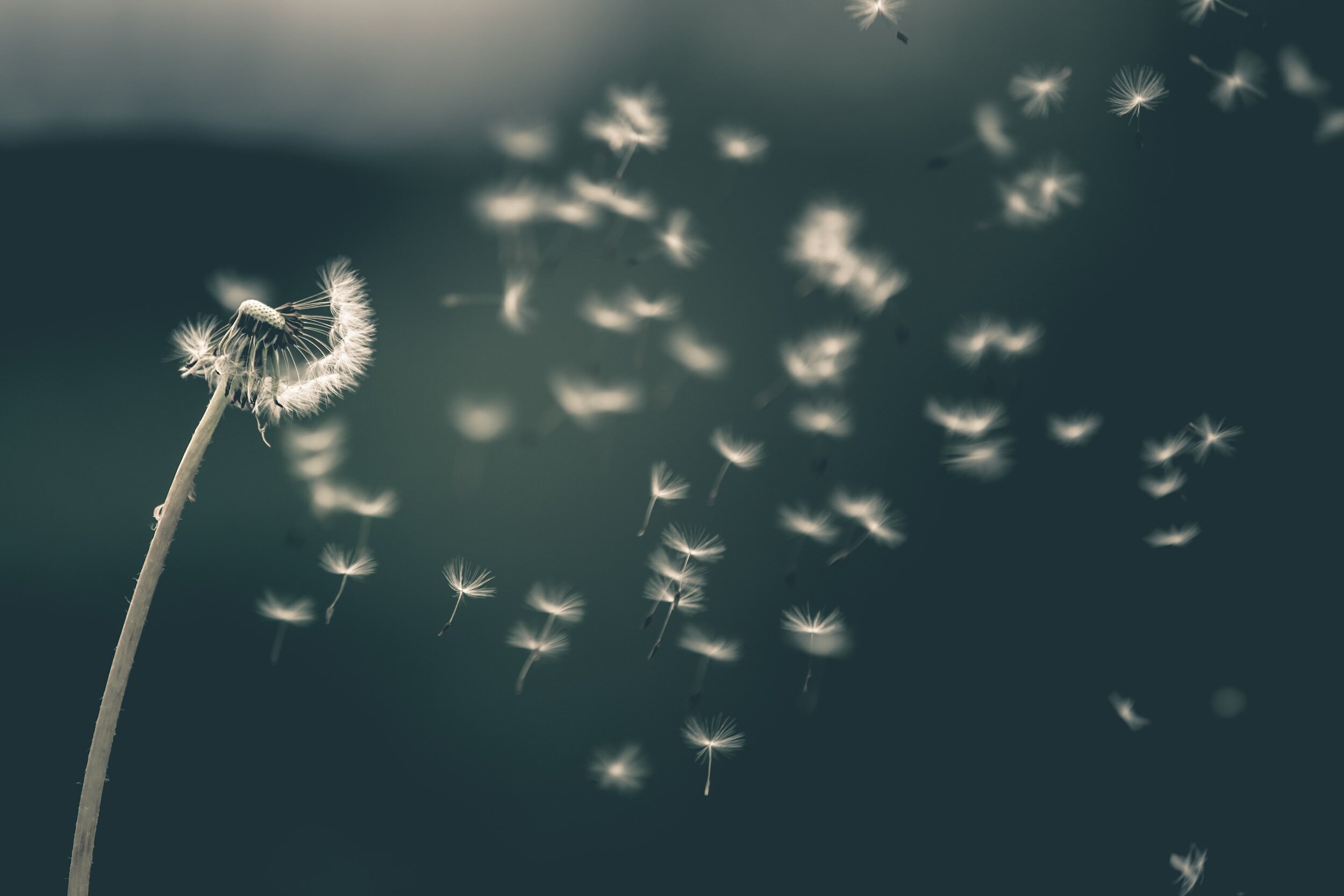 Dandelions and other weeds