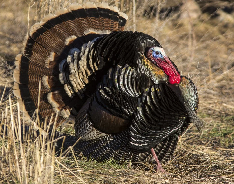 north-idaho-turkey-hunting.jpg