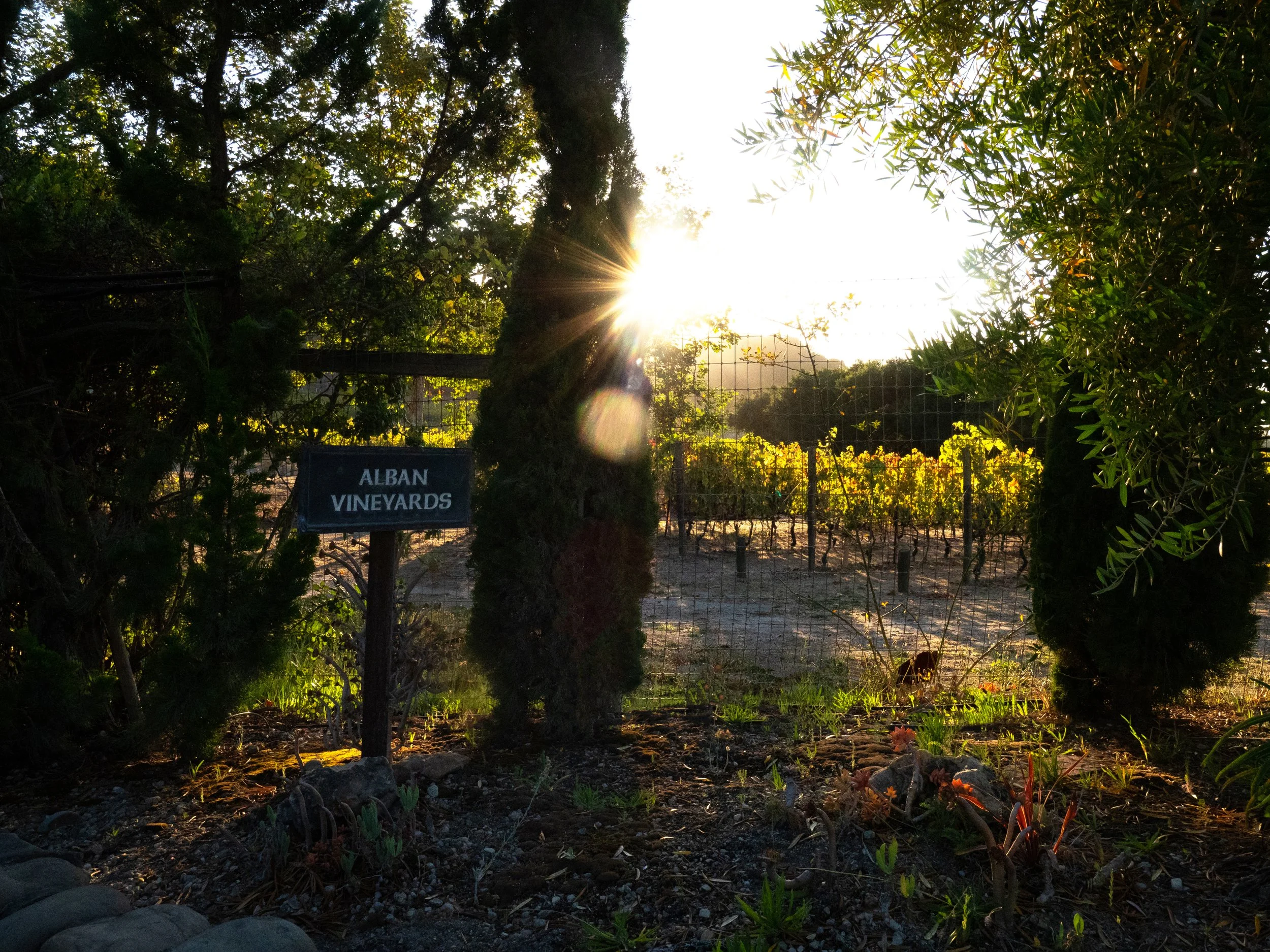 Alban Vineyards029.JPG