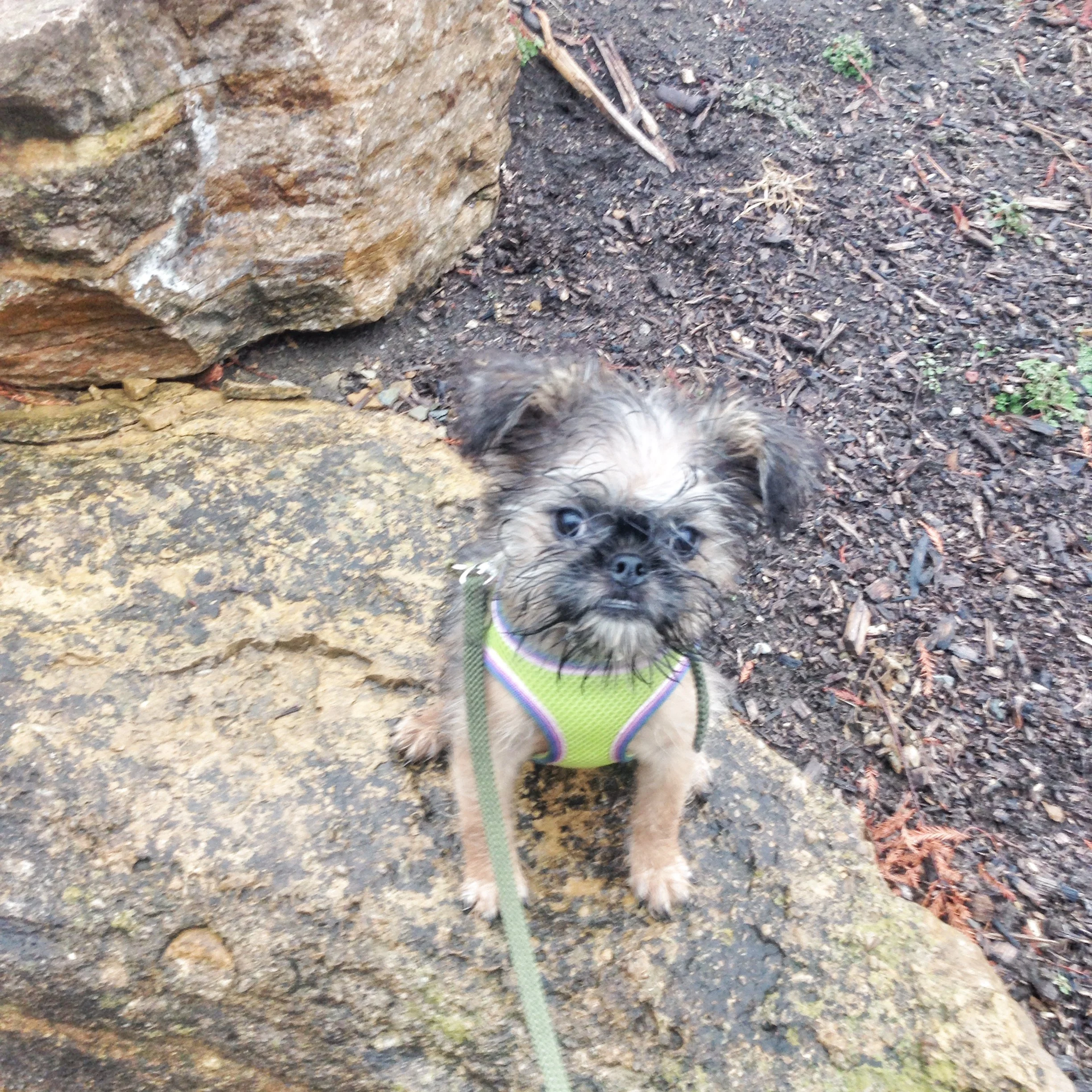 Puppies and a holly jolly Christmas