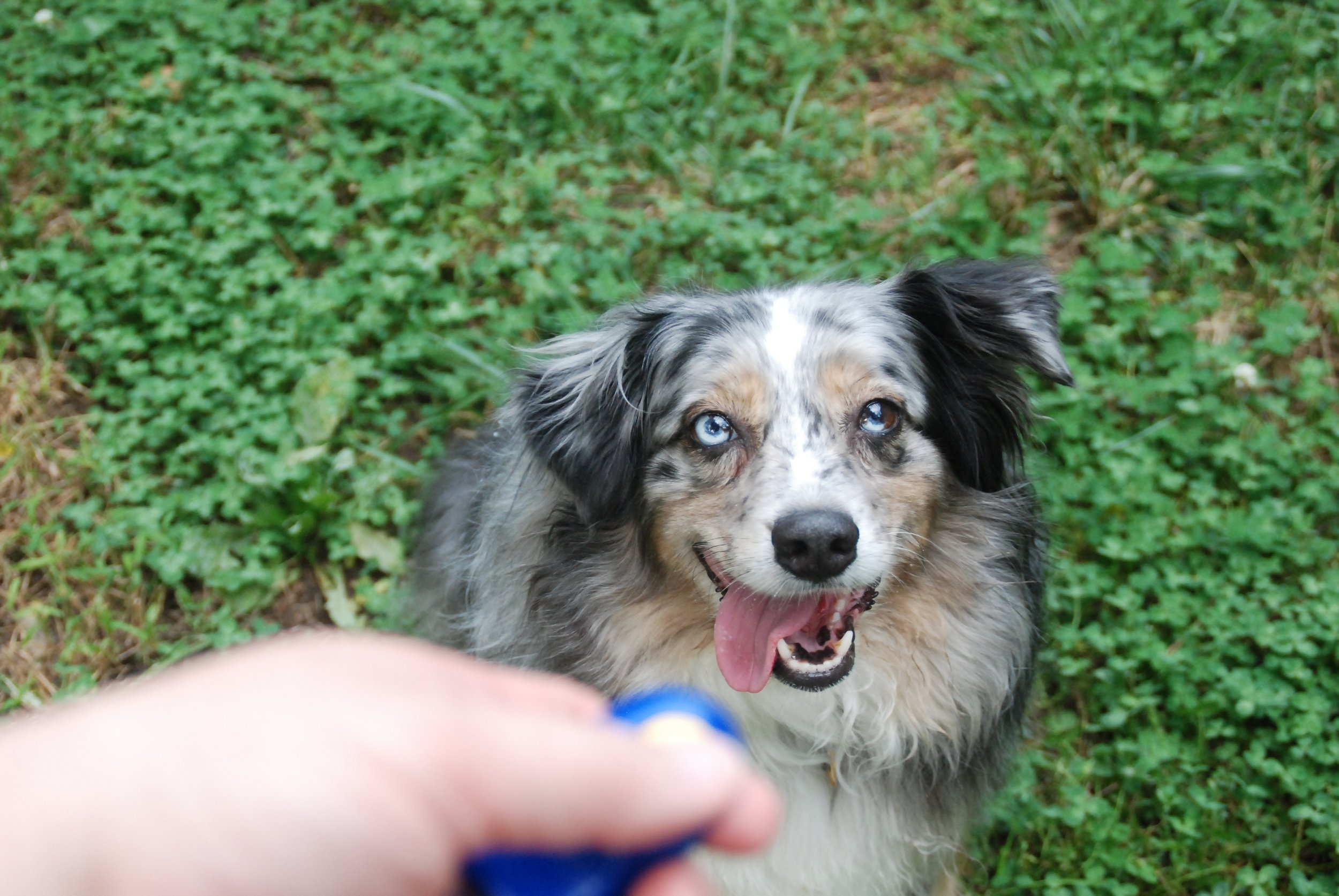 A Food Unmotivated Dog, Meal Feeding, and Banning the Bowl-A Clever Training Tip