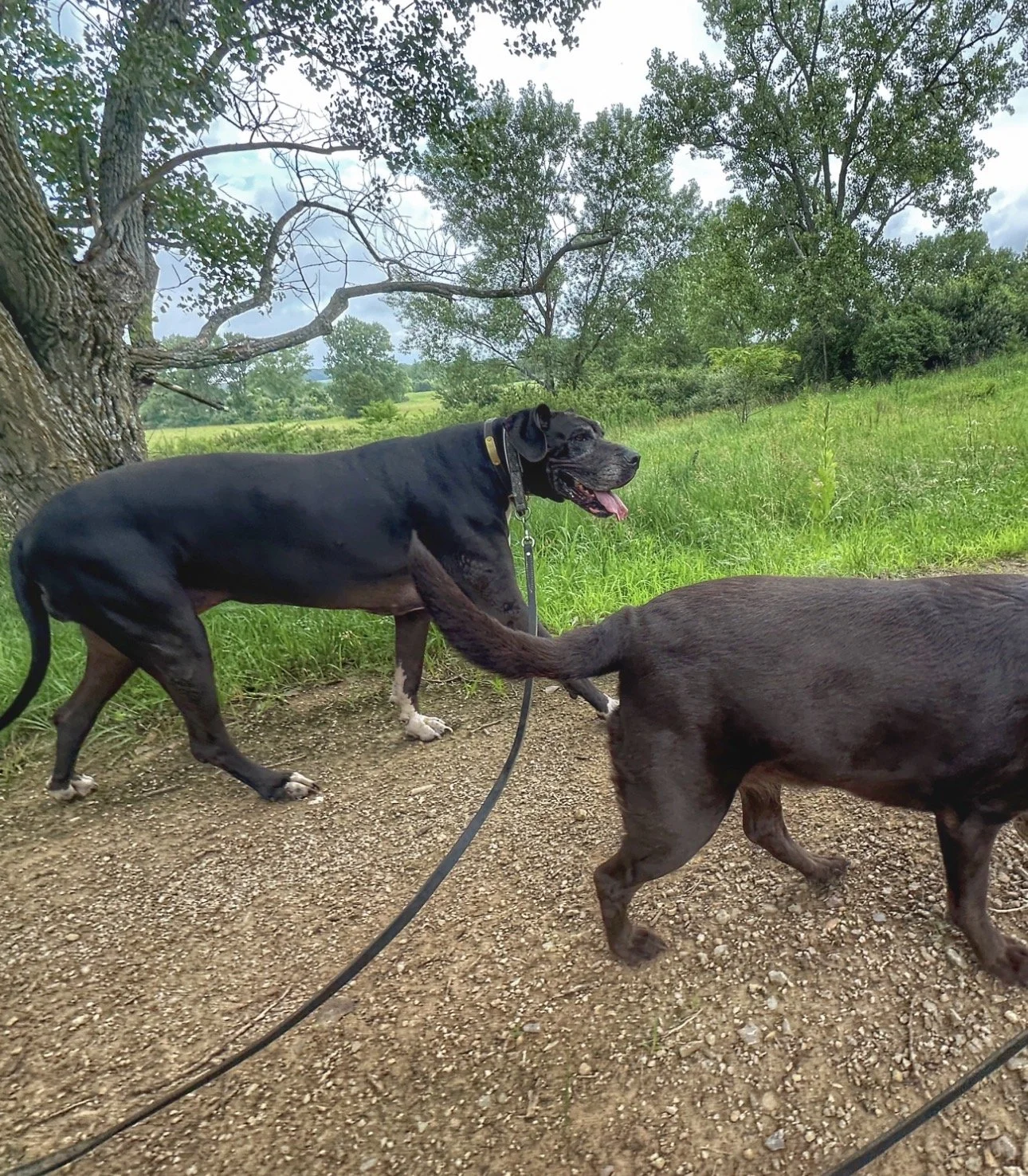 Luna a black with white Great Dane enjoying a loose leash walk along with Dove a chocolate Labrador Retriever.