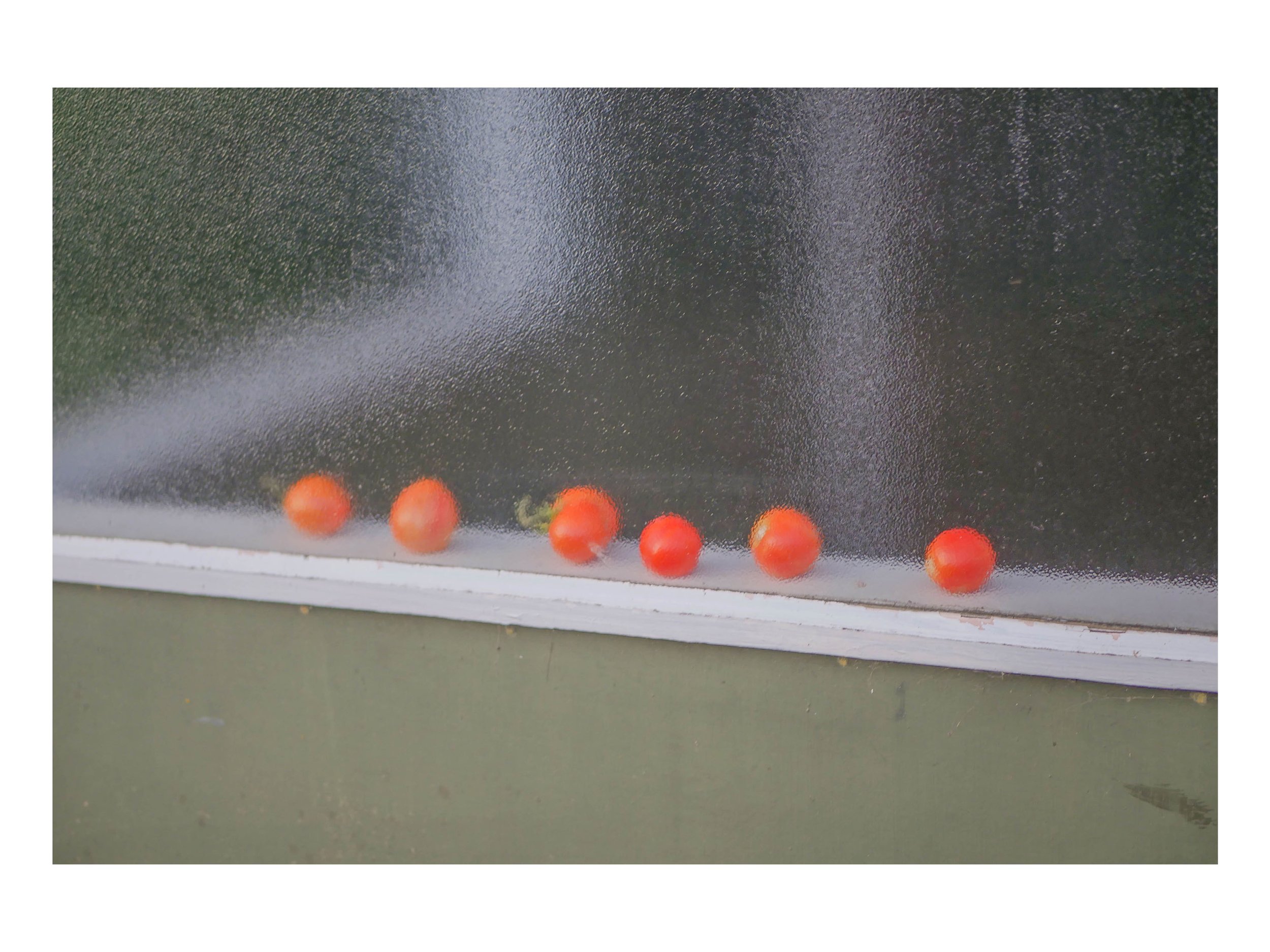 'Shirley's Tomatoes' 2019