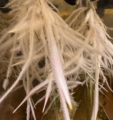 Fogponic, Aeroponic roots of a pepper plant.