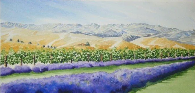 Lavender, Brancott Valley