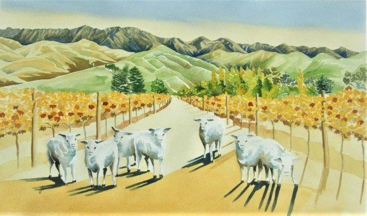 Sheep Shadows, Brancott Valley