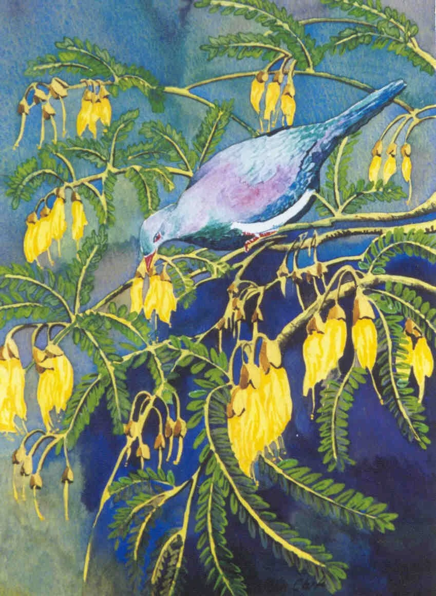 Kereru In The Kowhai