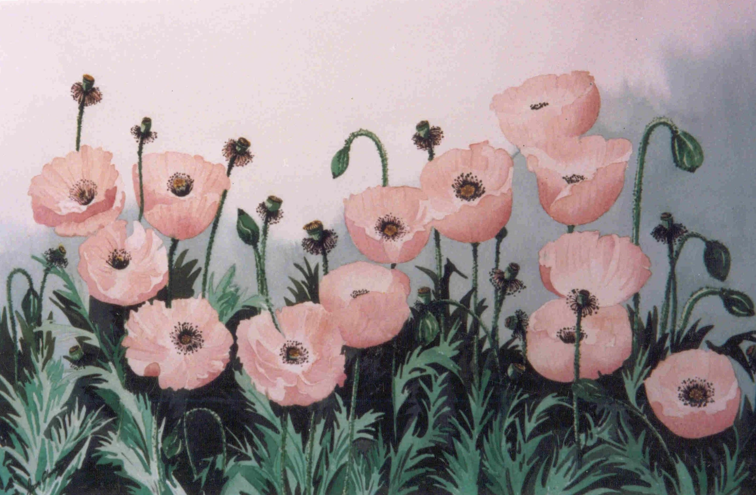 Pink Poppies