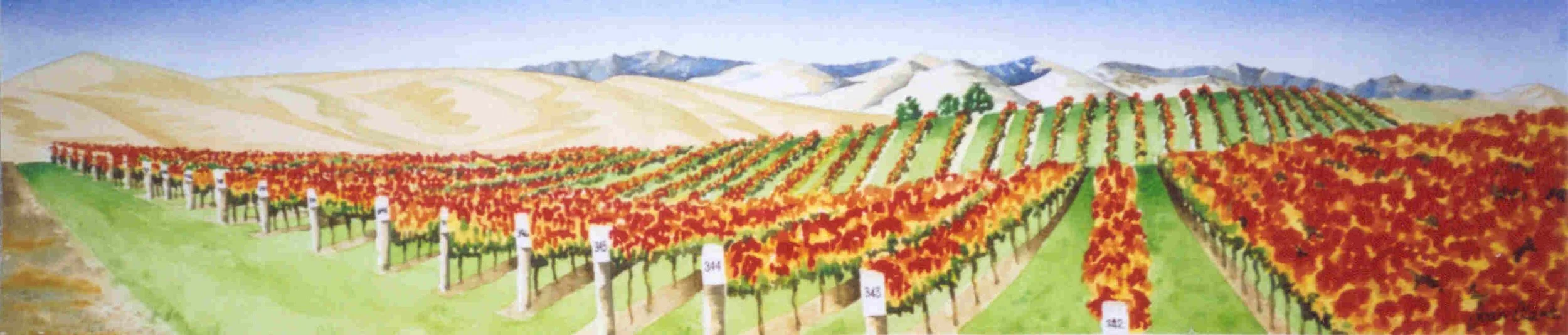 Pinot Noir Row 343