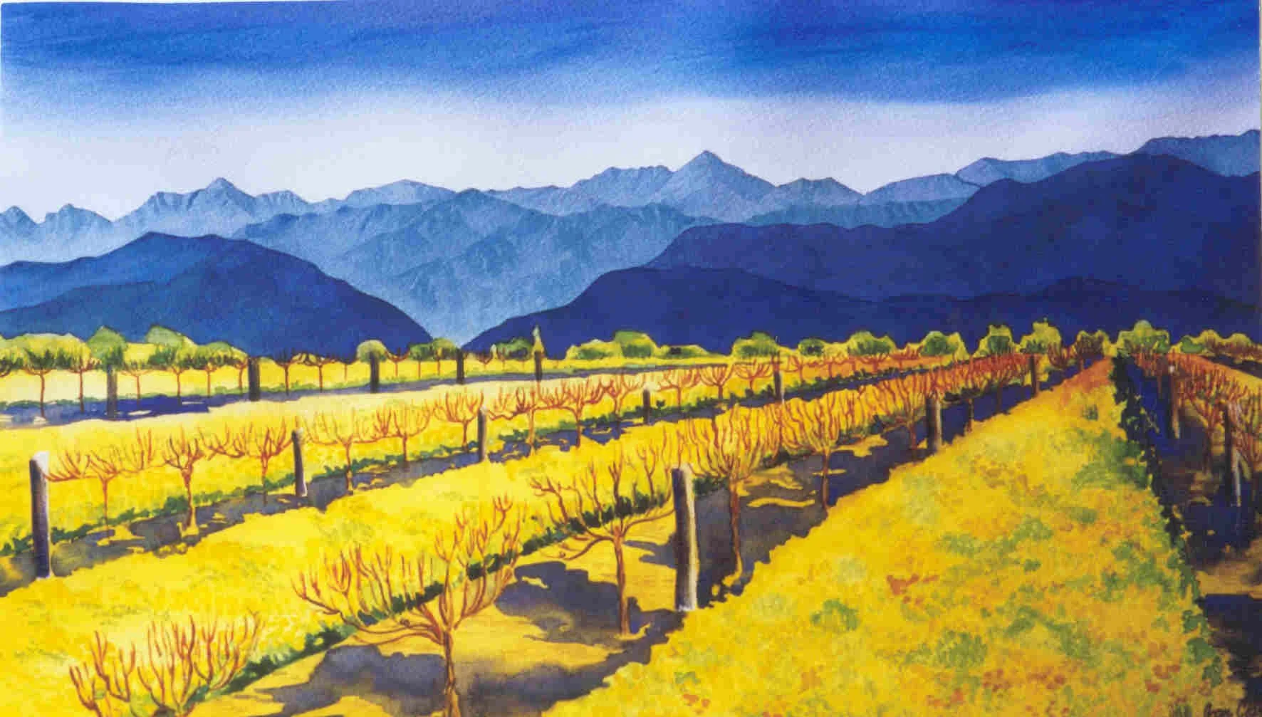 Rapaura Vineyard