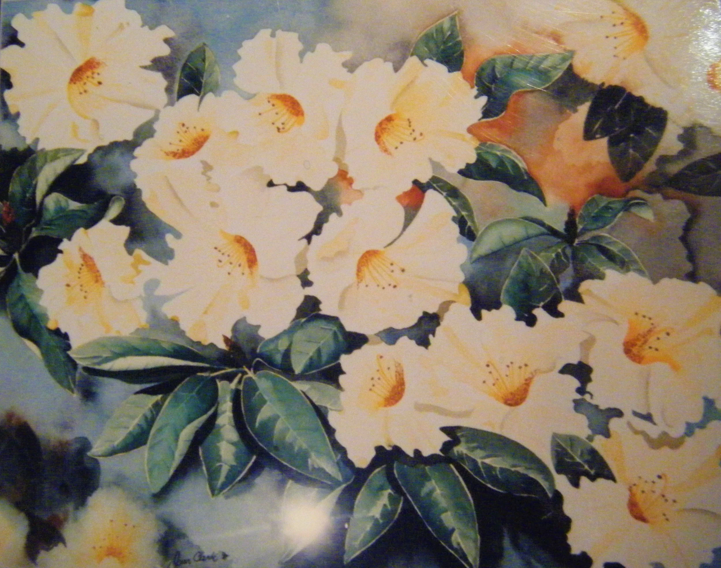 Cream Rhododendron