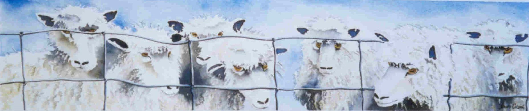 Our Sheep Over The Fence