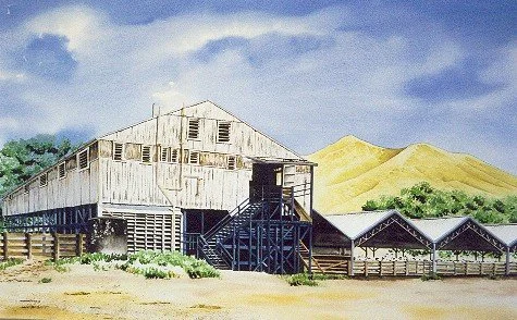 Tangihau Woolshed, Gisborne