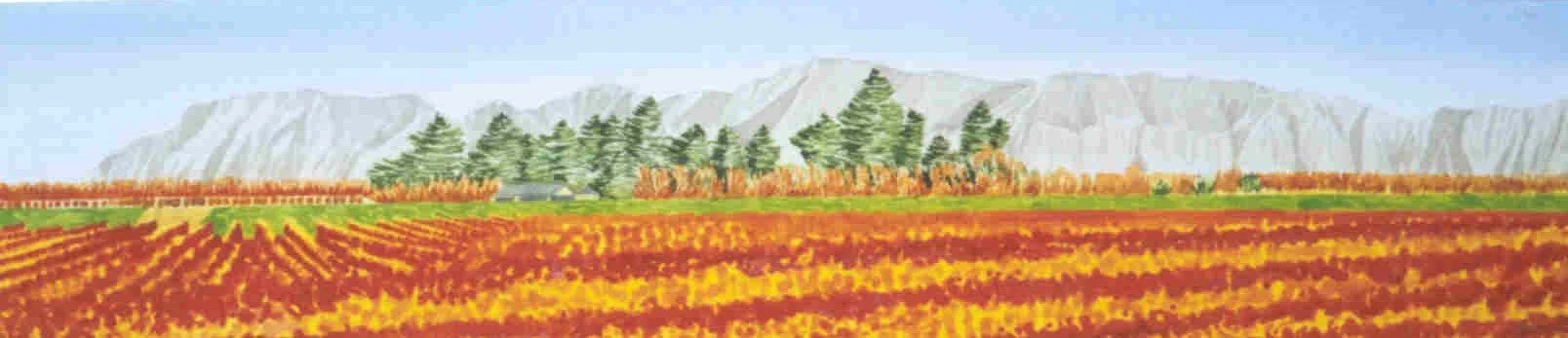 Young Nicks Vineyard