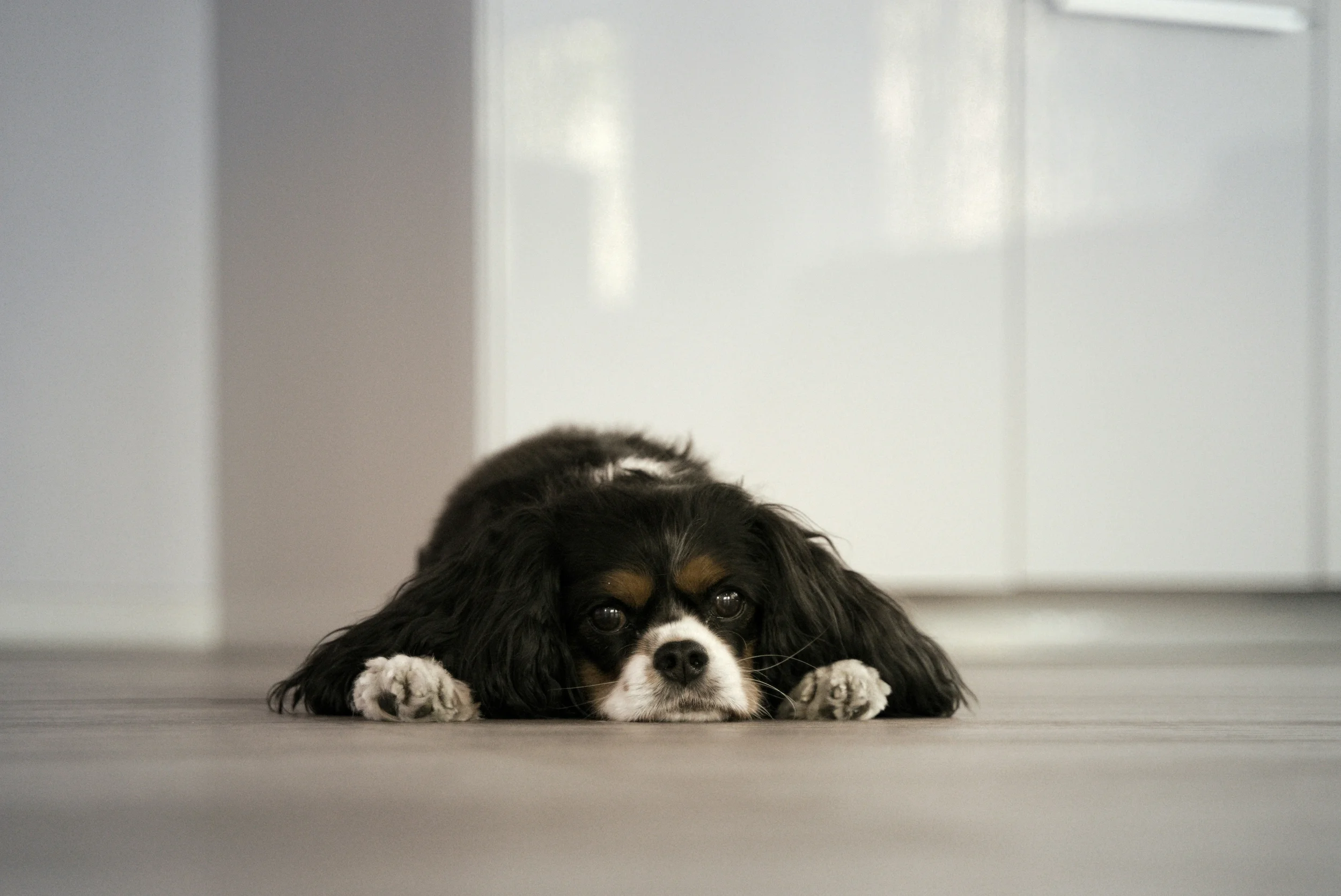 Dog resting indoors as part of natural pet healing.