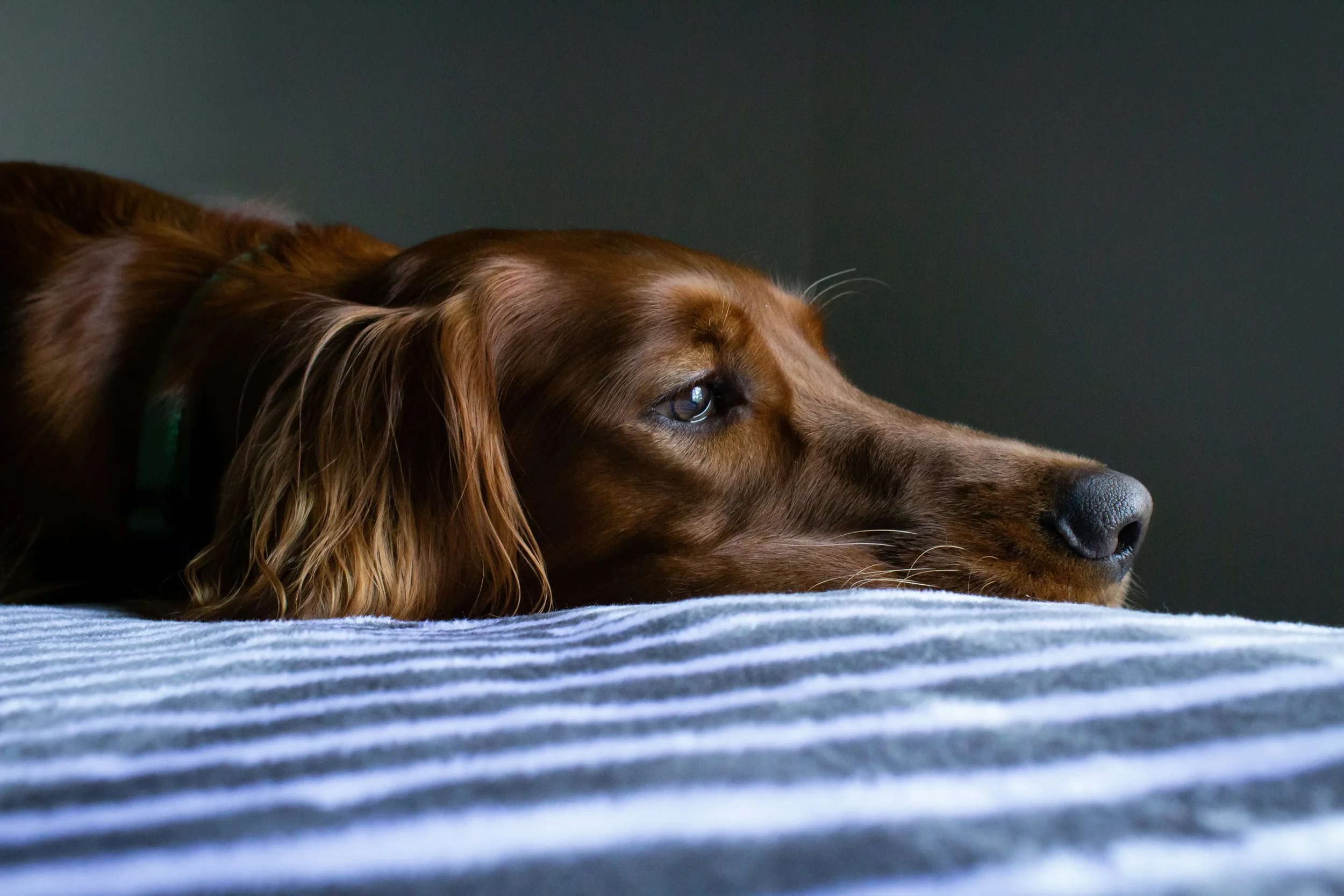 Natural Approaches to Reducing Inflammation in Pets