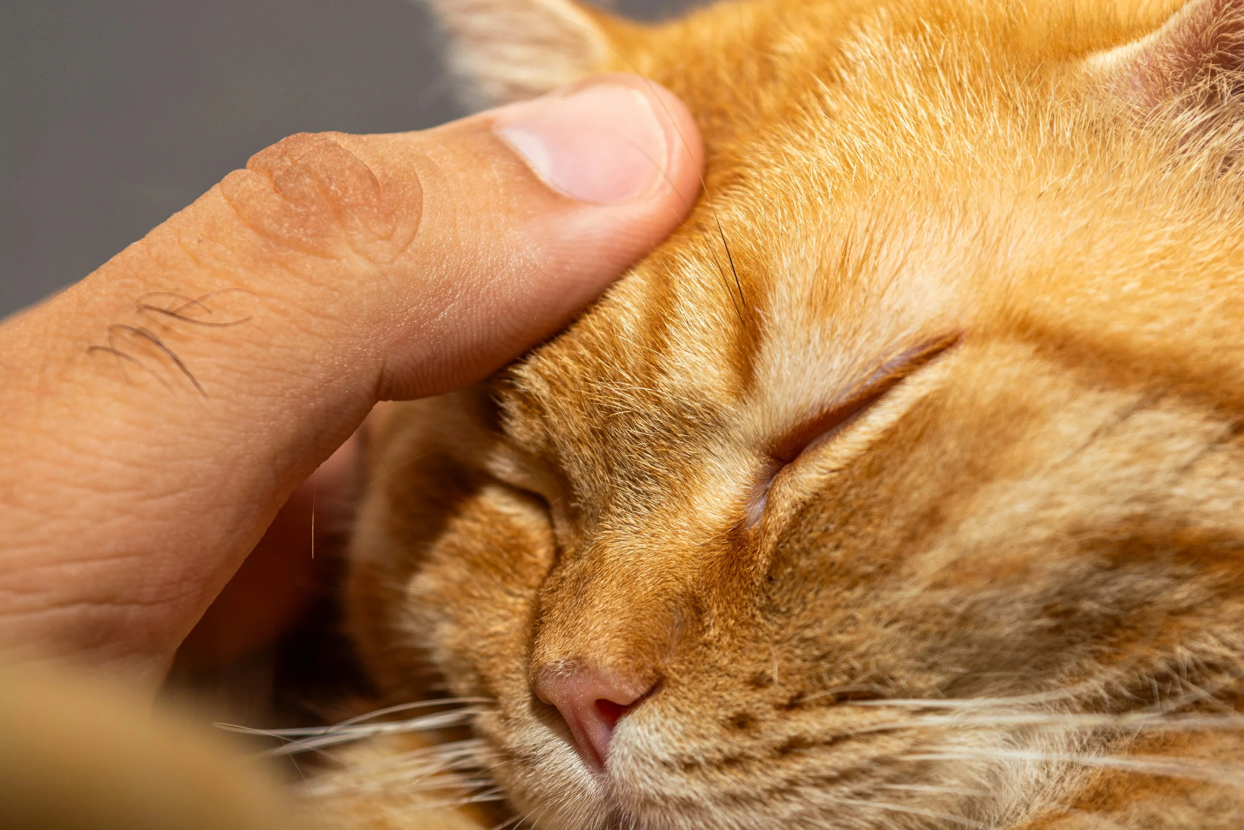 Acupuncture for Senior Pets: More Than Pain Relief