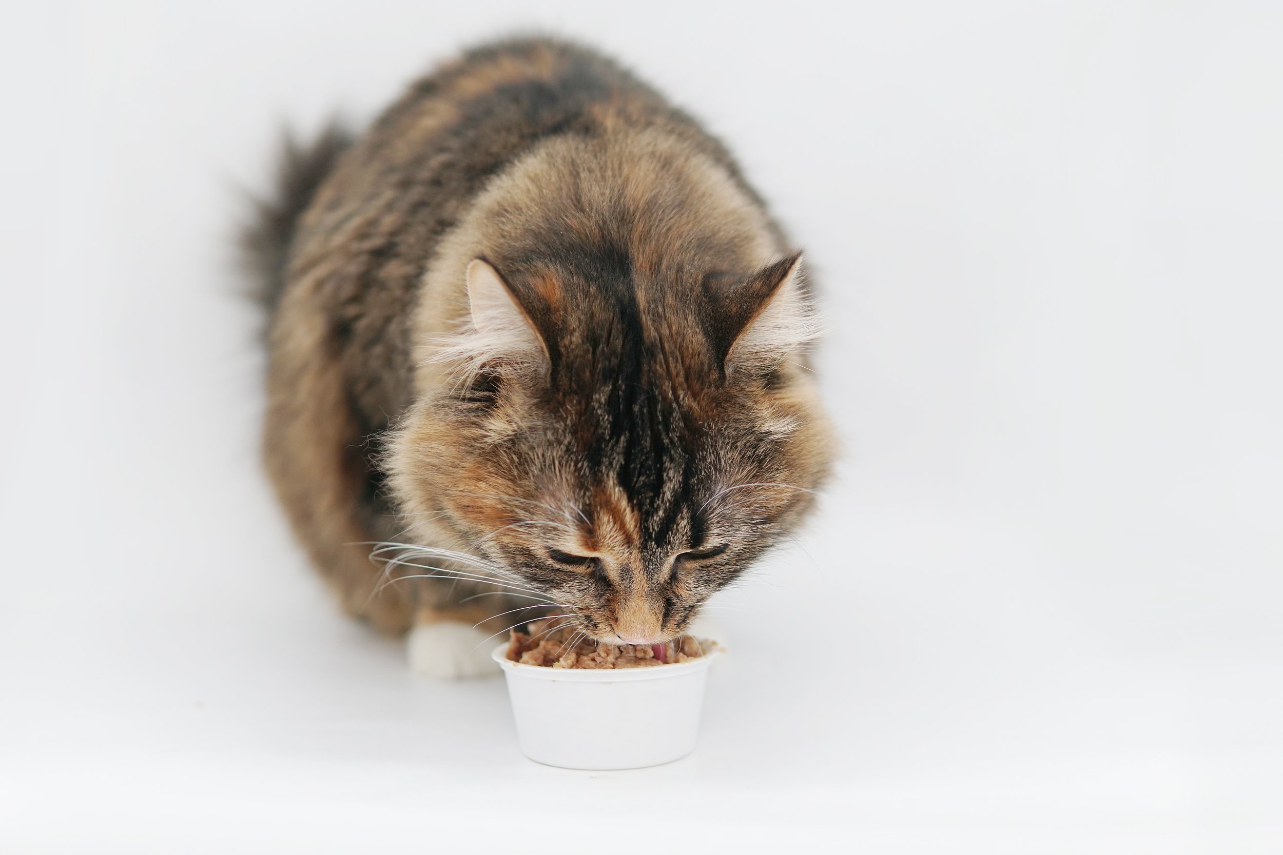feline veterinary formulated diet