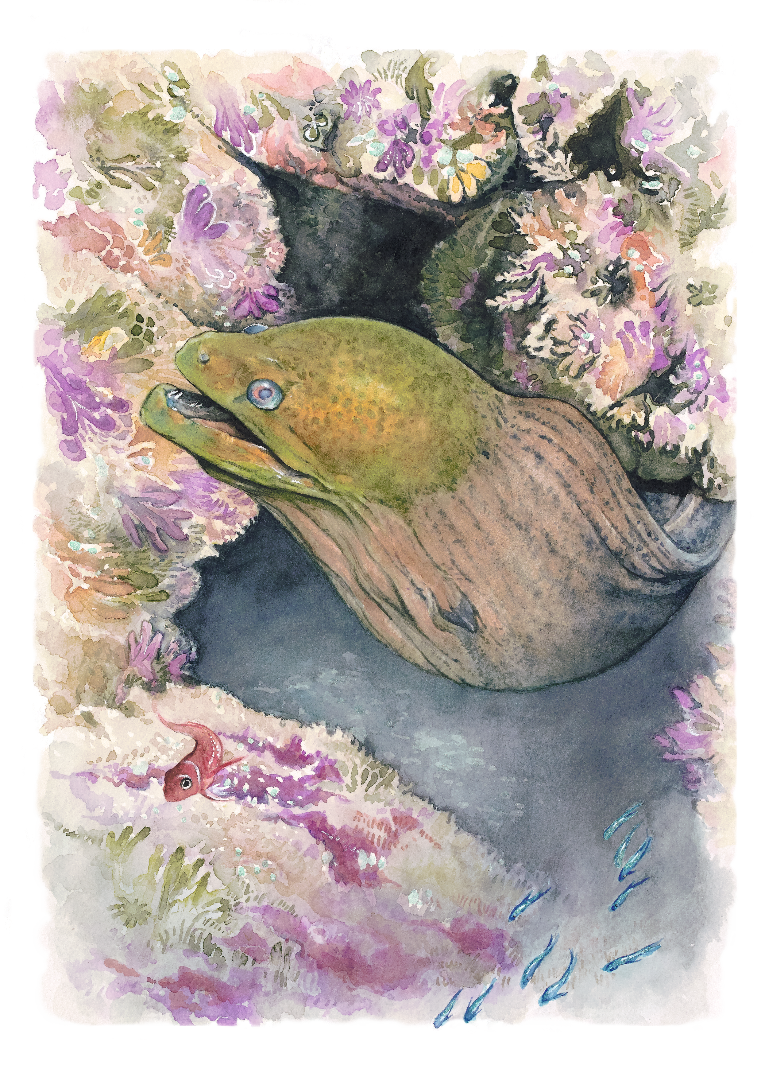 Moray.png