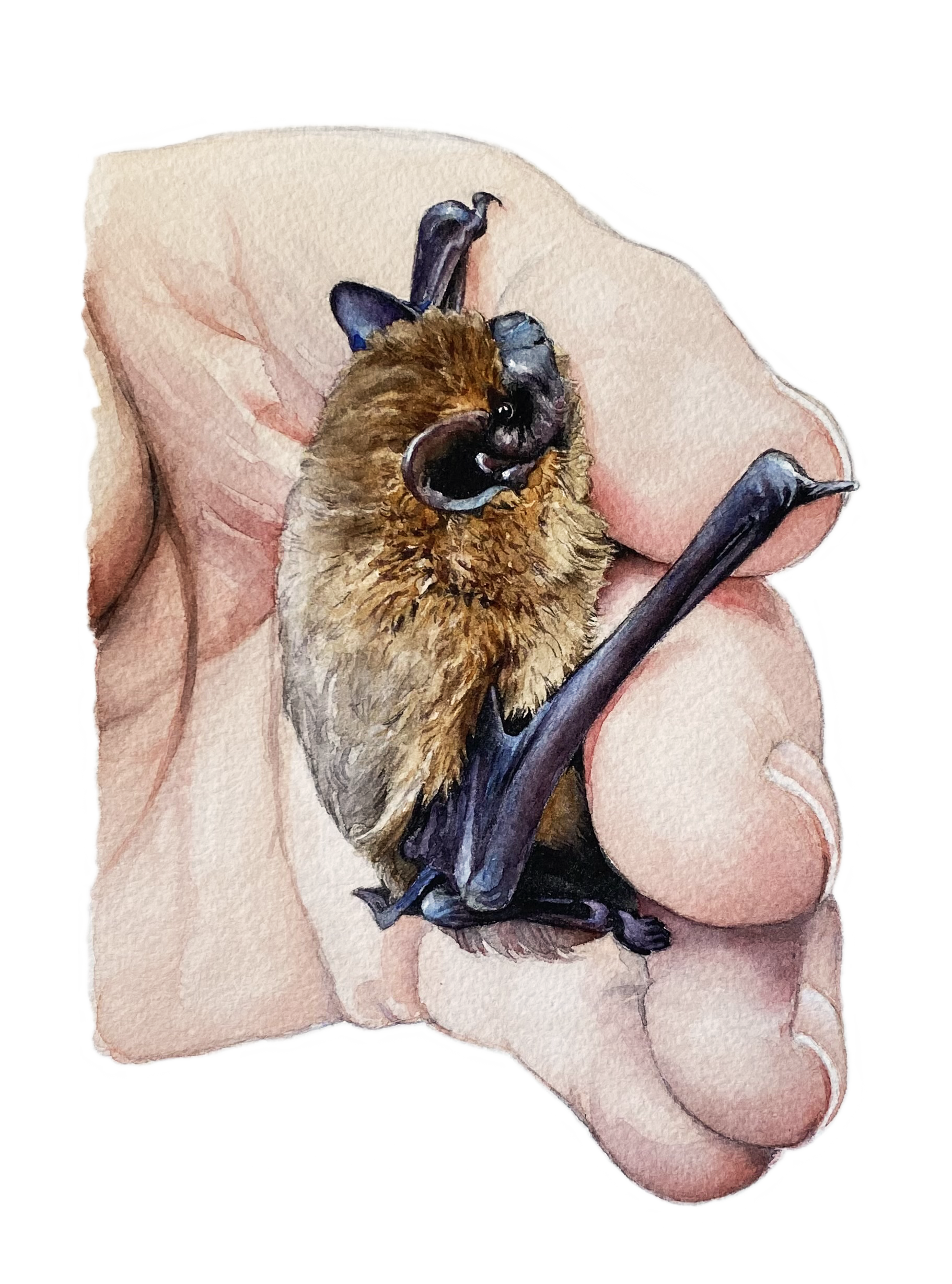 Bat.png