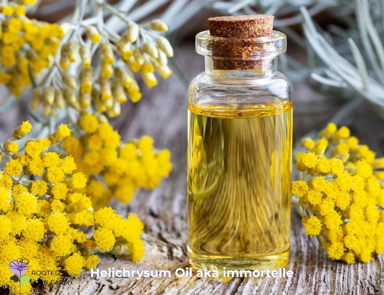 Helichrysum Oil.jpg