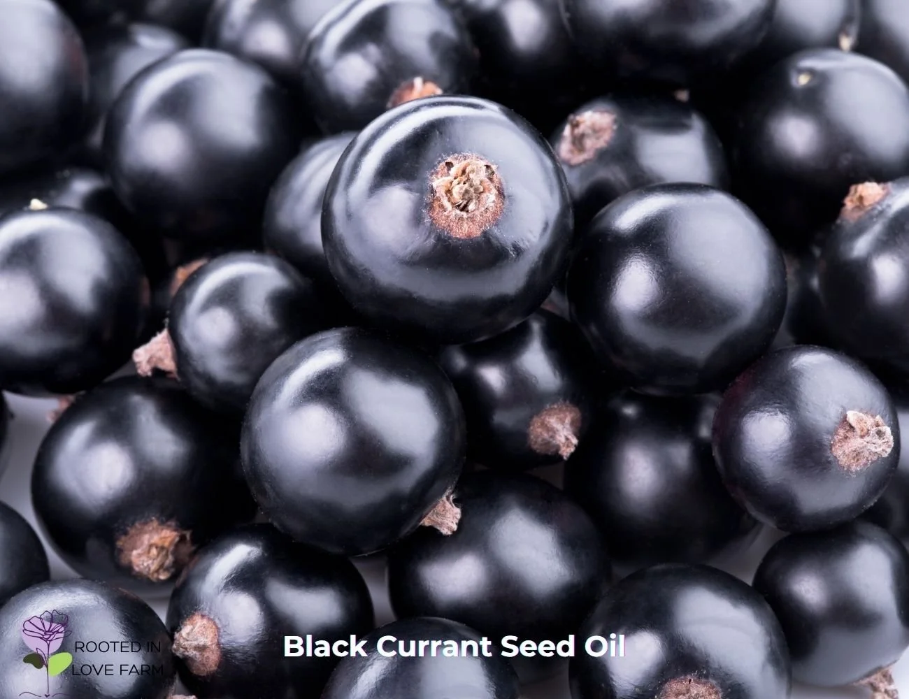 Black Currant Seed Oil Start Ingredient.jpg