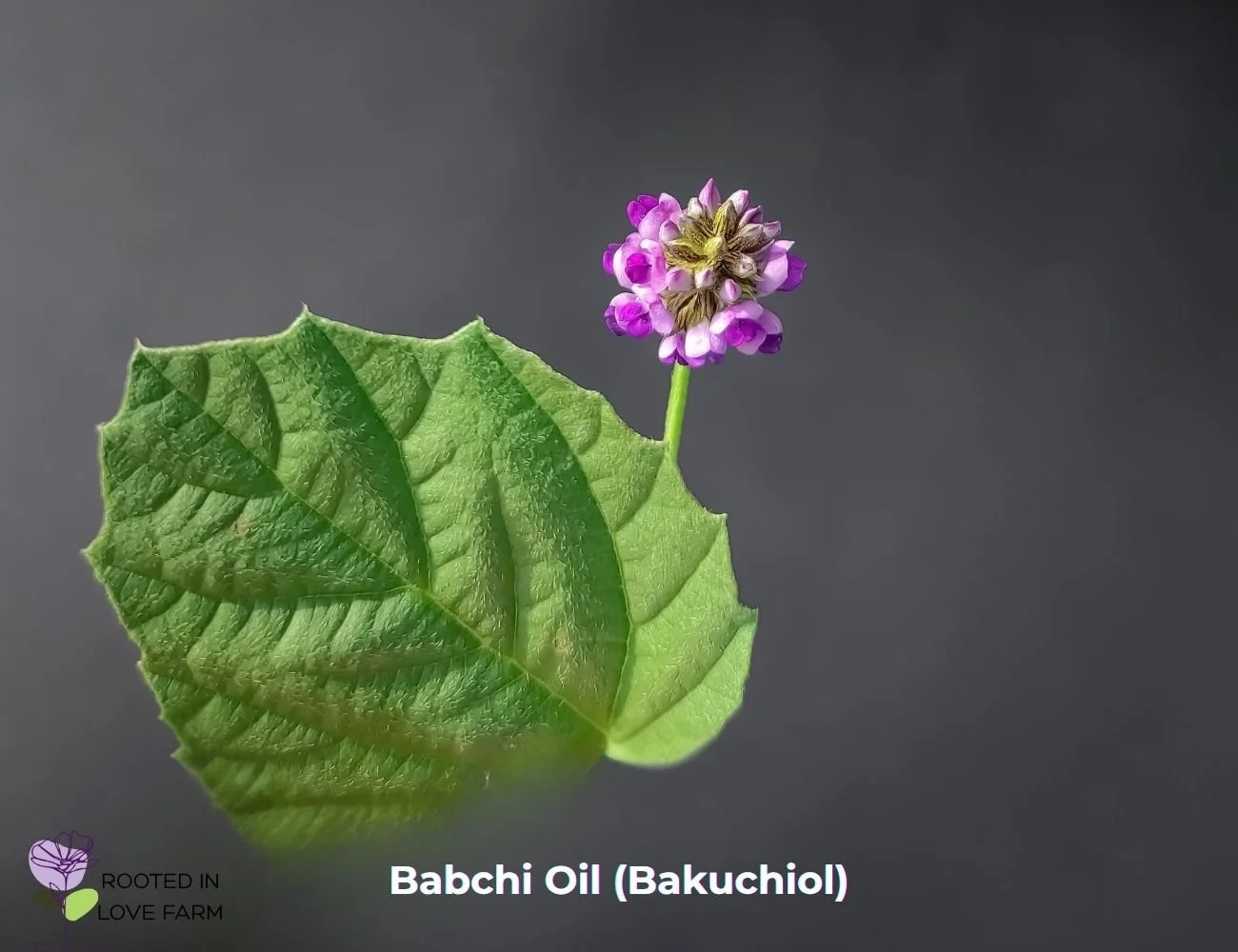 Bakuchiol.jpg