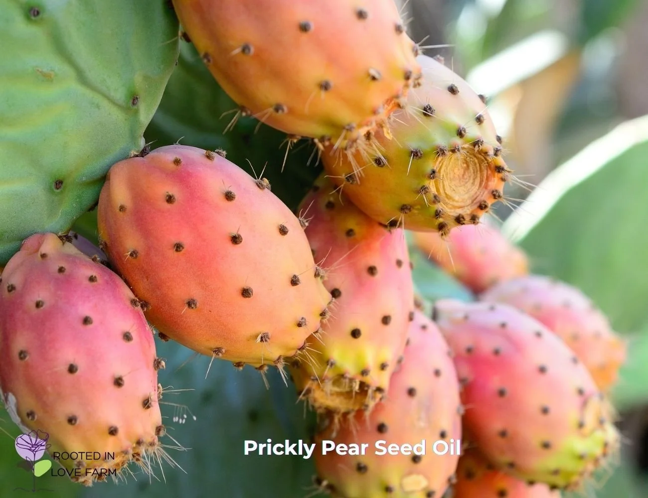 Prickly Pear Seed Oil.jpg