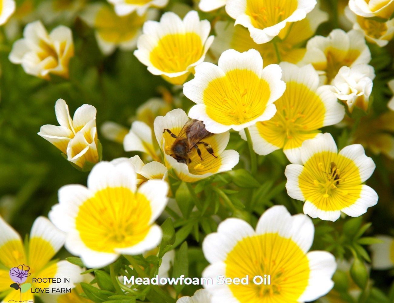 Meadowfoam Seed Oil.jpg