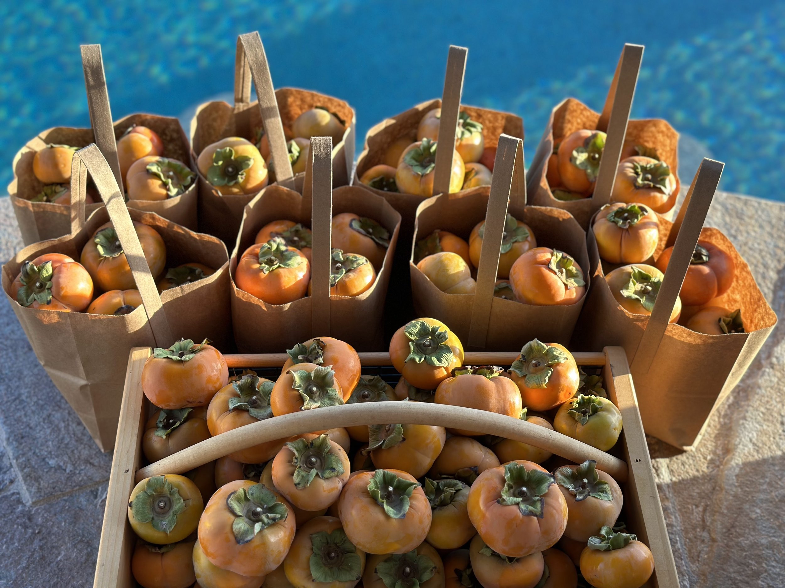 Orange persimmons harvested into brown paper bags, with pool and orchard in background