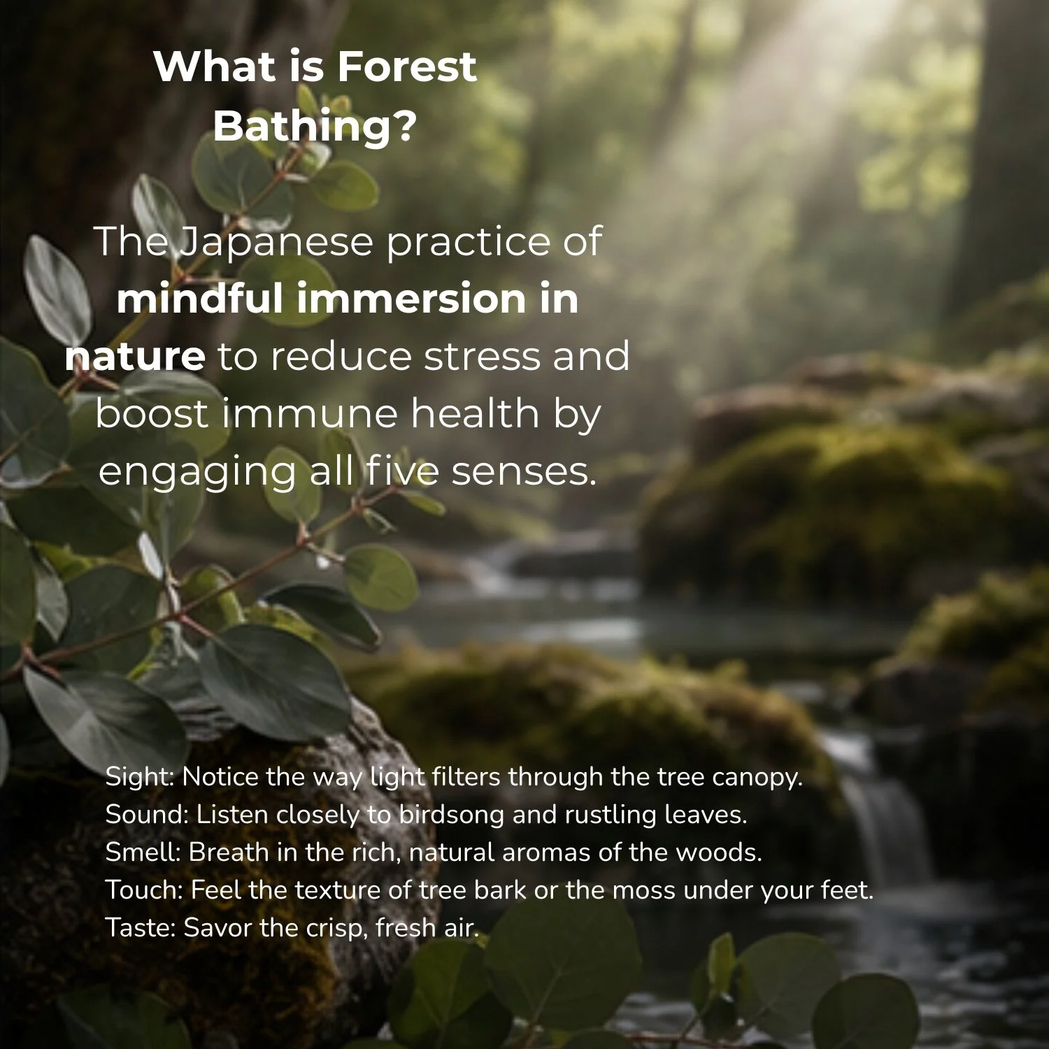 What is Forest Bathing & Benefits.jpg