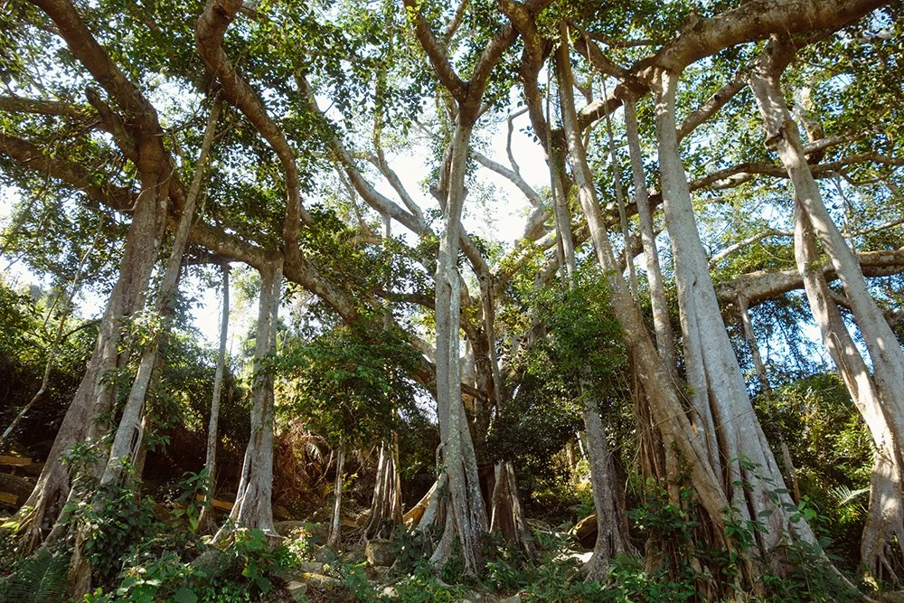 DaNang-banyan-tree.jpg
