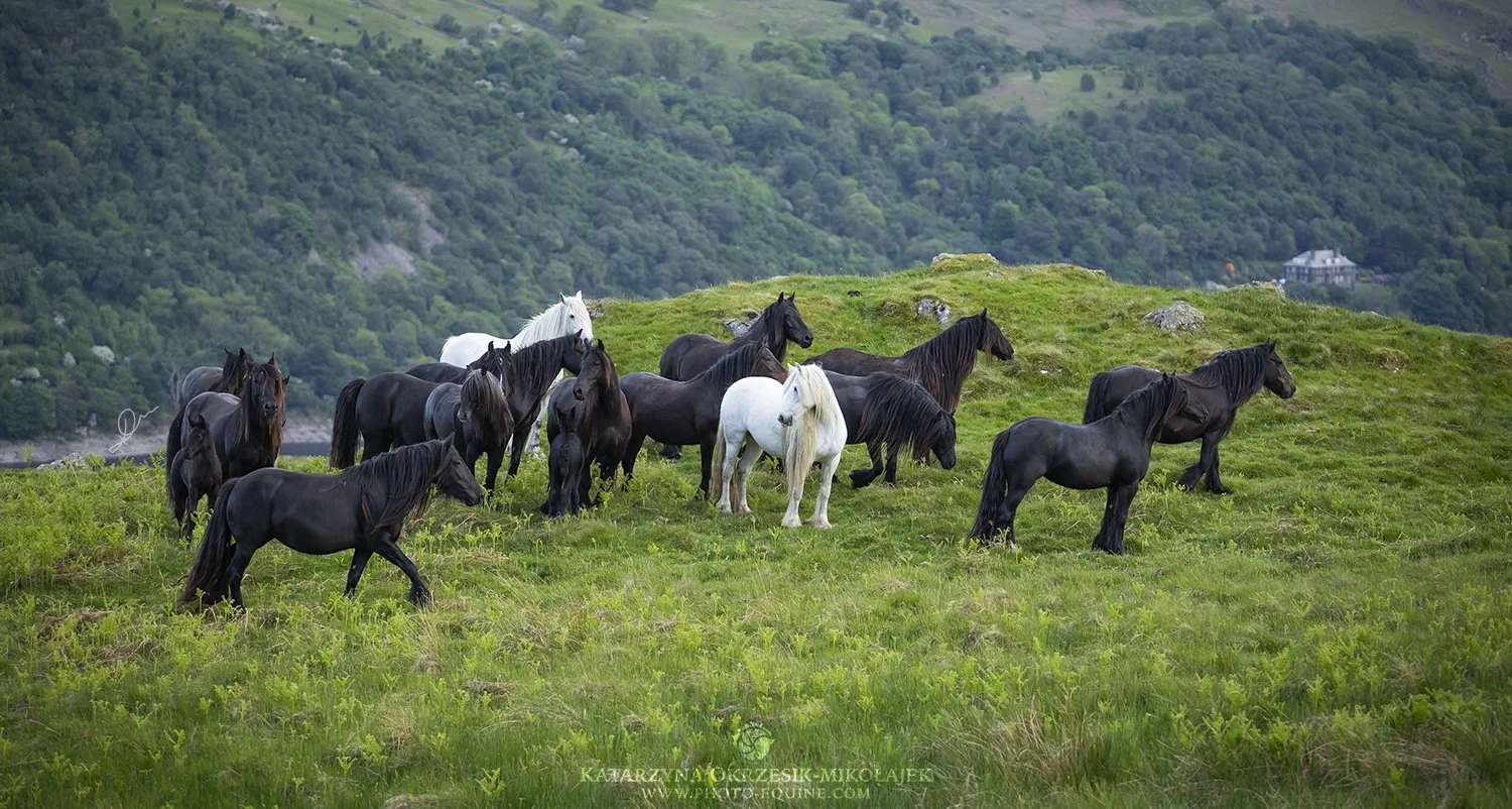 Learning Wild - Discover the Heritage and Ecology of the Fell Ponies
